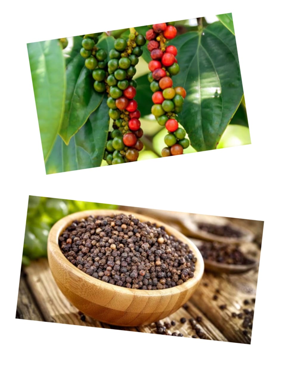 GreenRoot Essentials's image