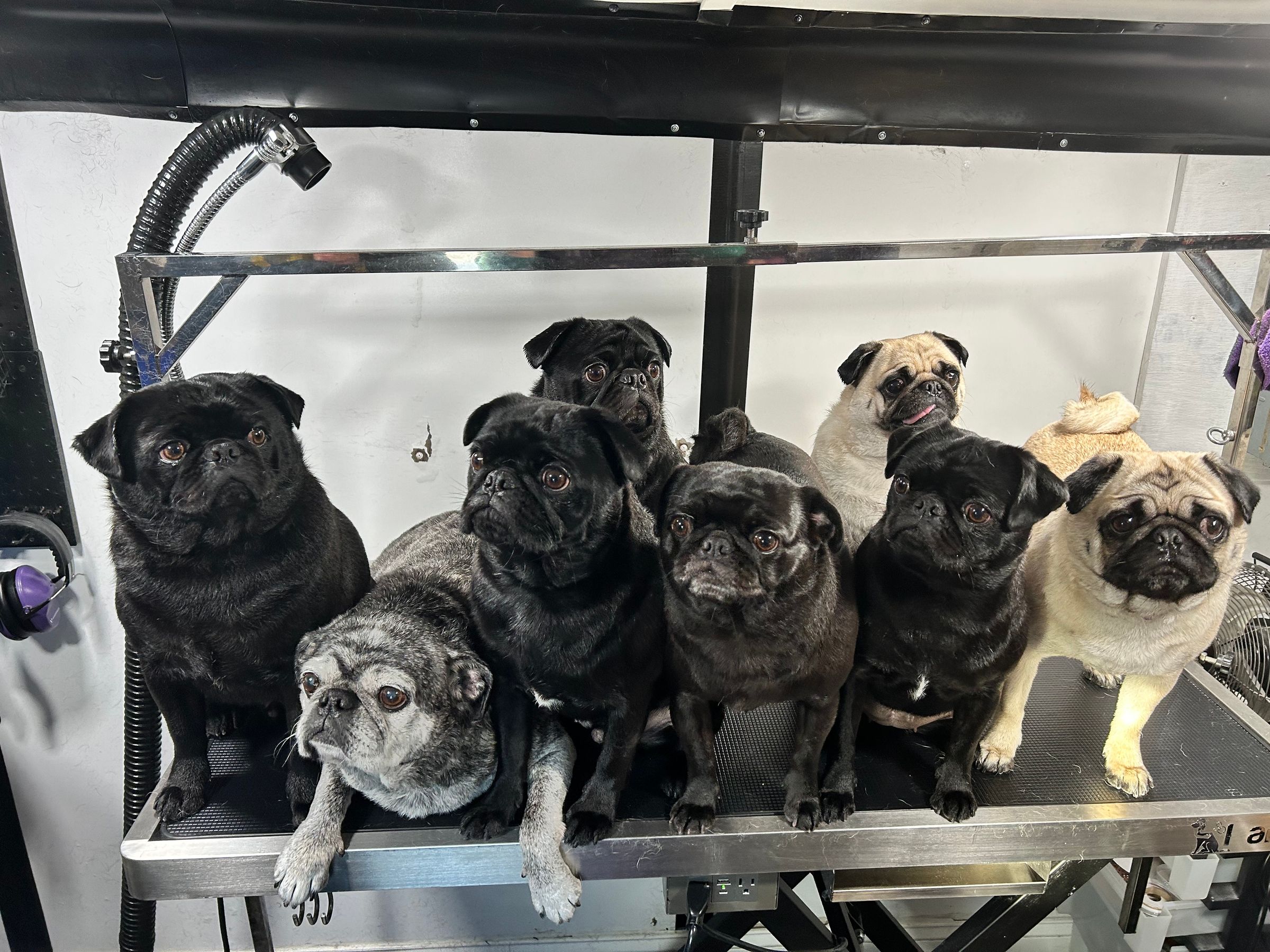 The Pug Clan