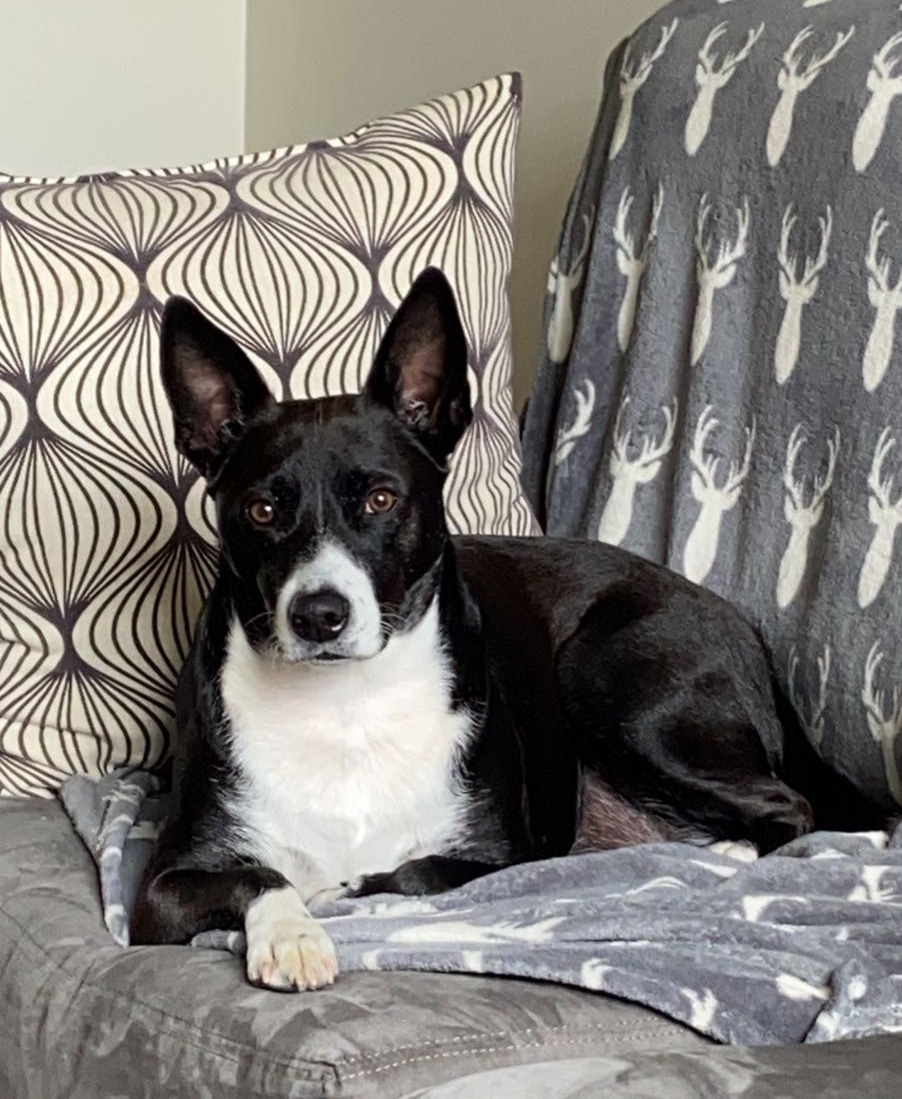 Zoomi