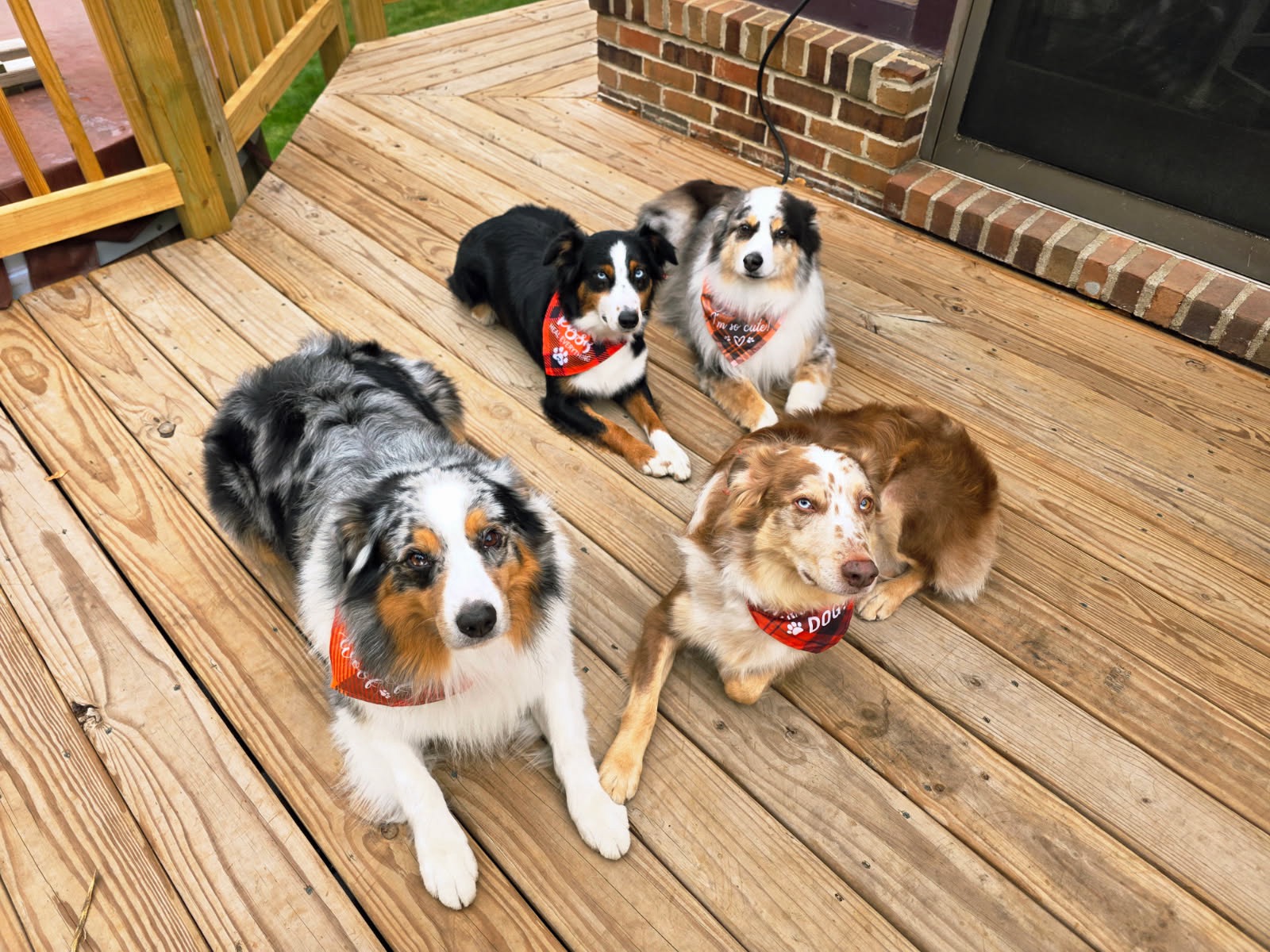 Dart, Demi, Duke and Diesel