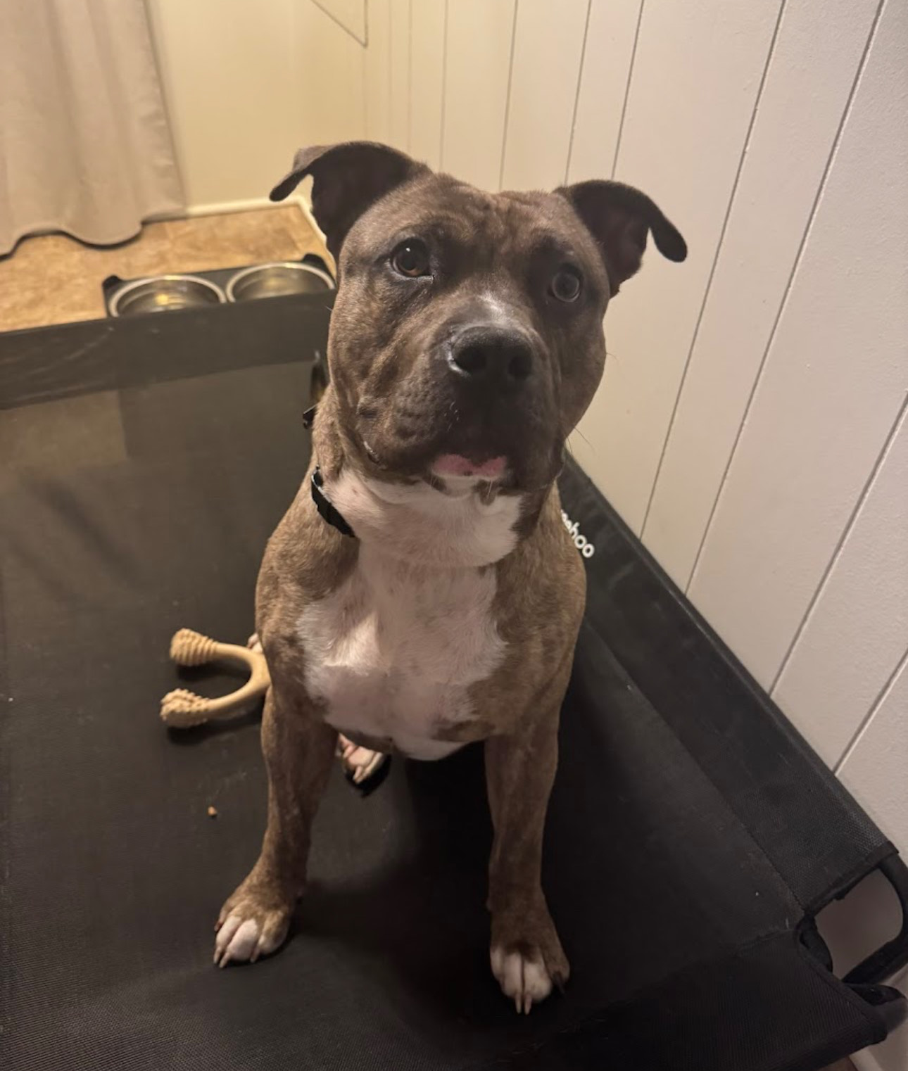 Professional Dog Training SC's image