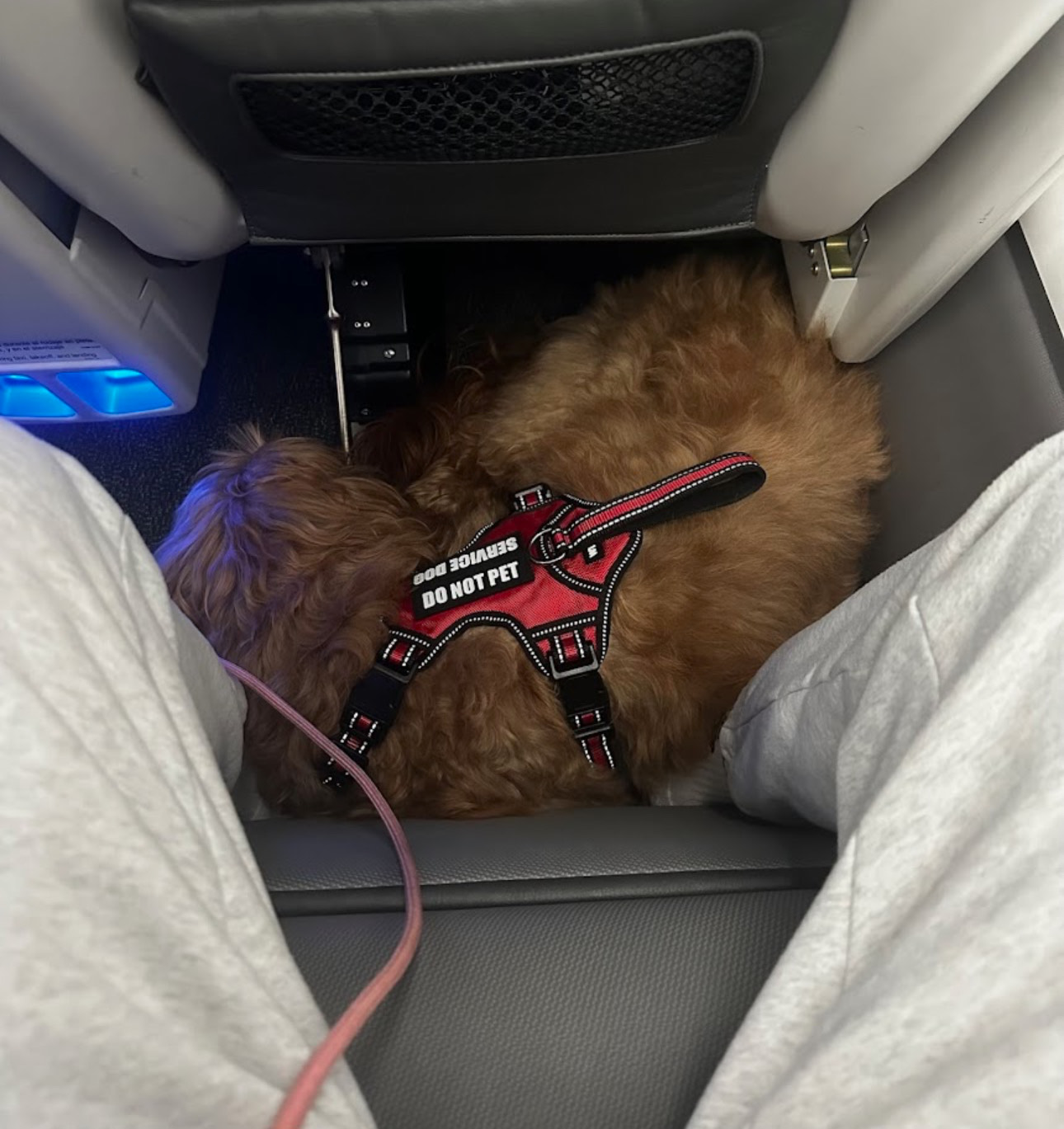 Professional Dog Training SC's image