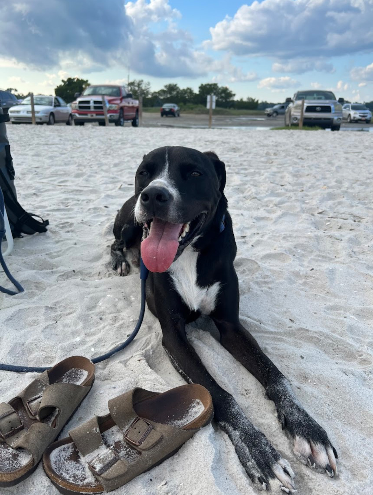 Professional Dog Training SC's image