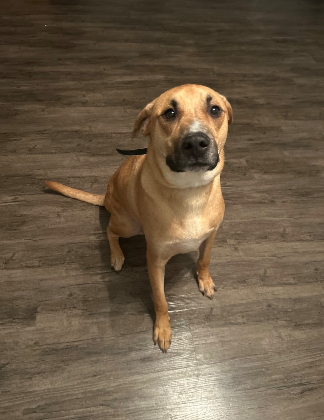 Professional Dog Training SC's image