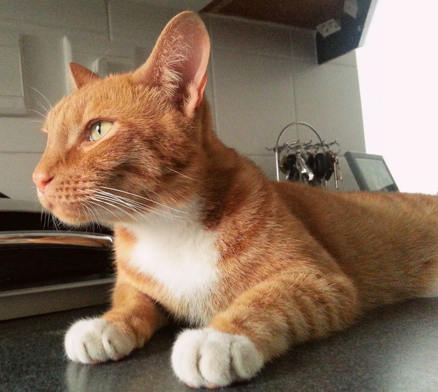 The Joy Remains's image