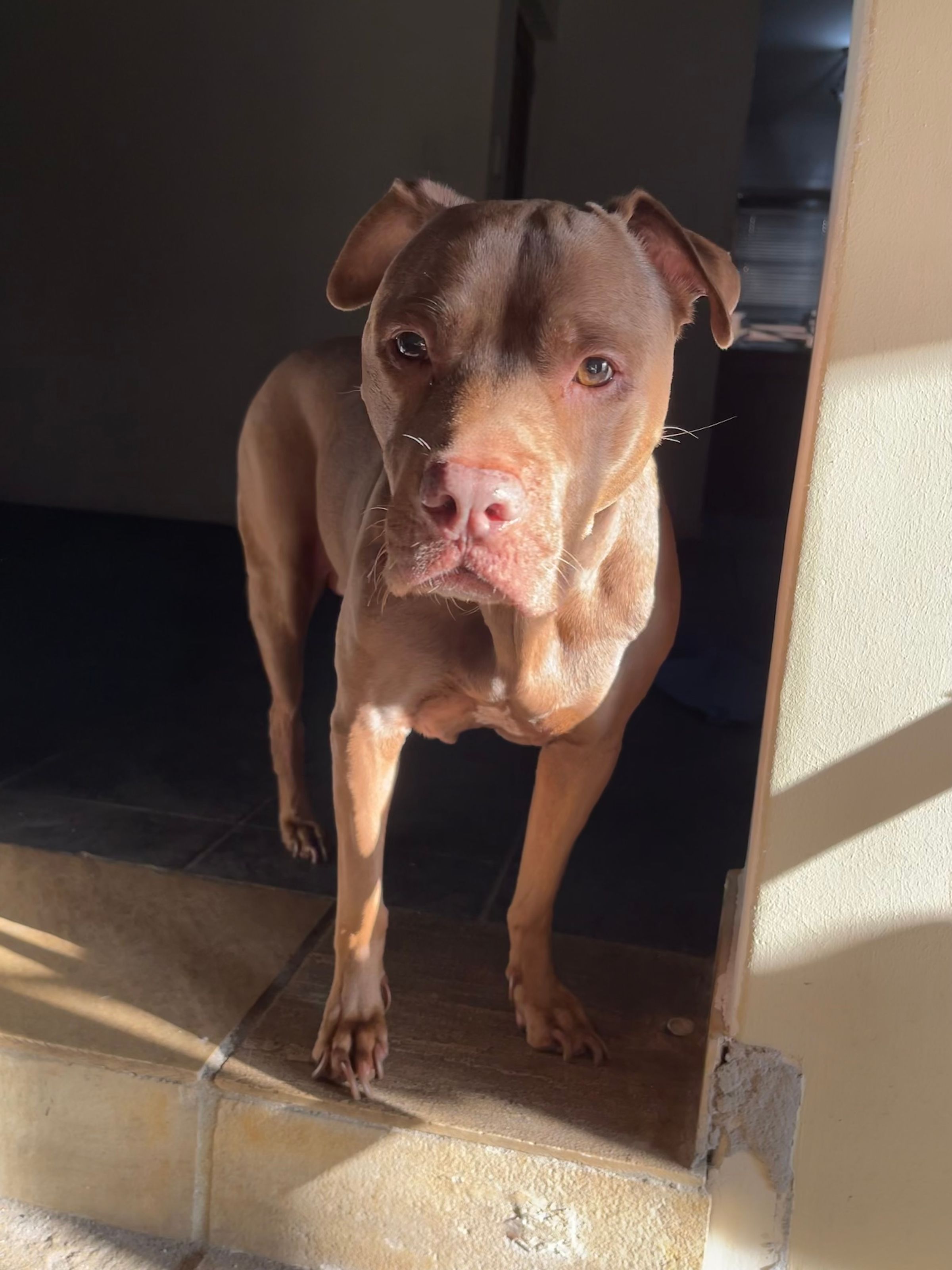 The Joy Remains's image