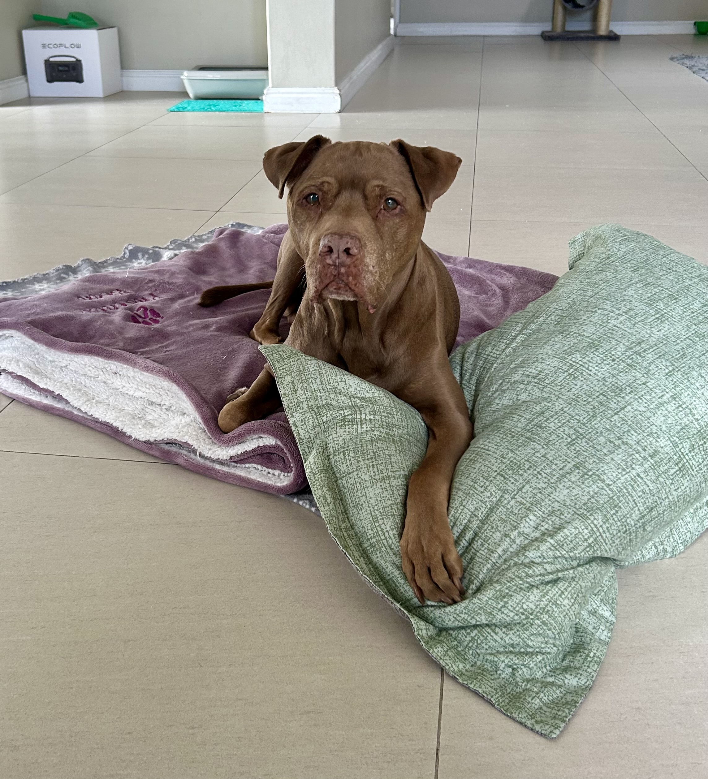 The Joy Remains's image