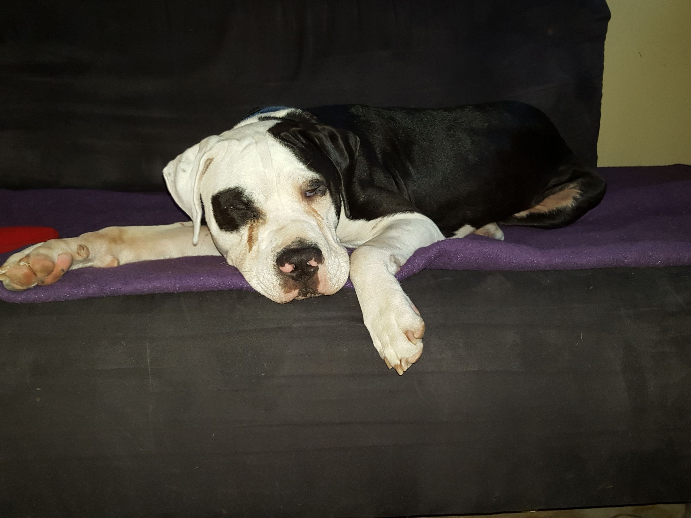 The Joy Remains's image