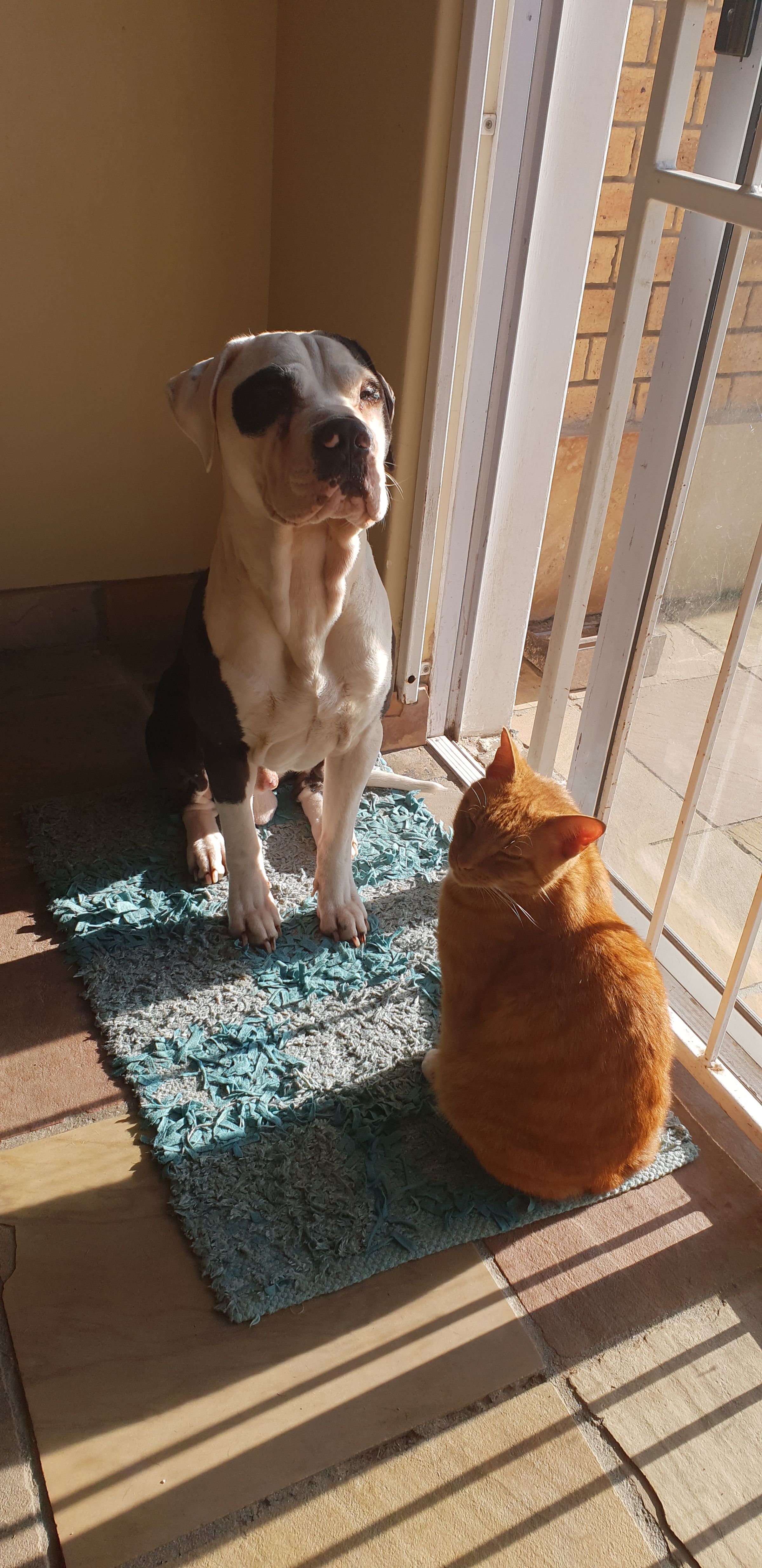 The Joy Remains's image