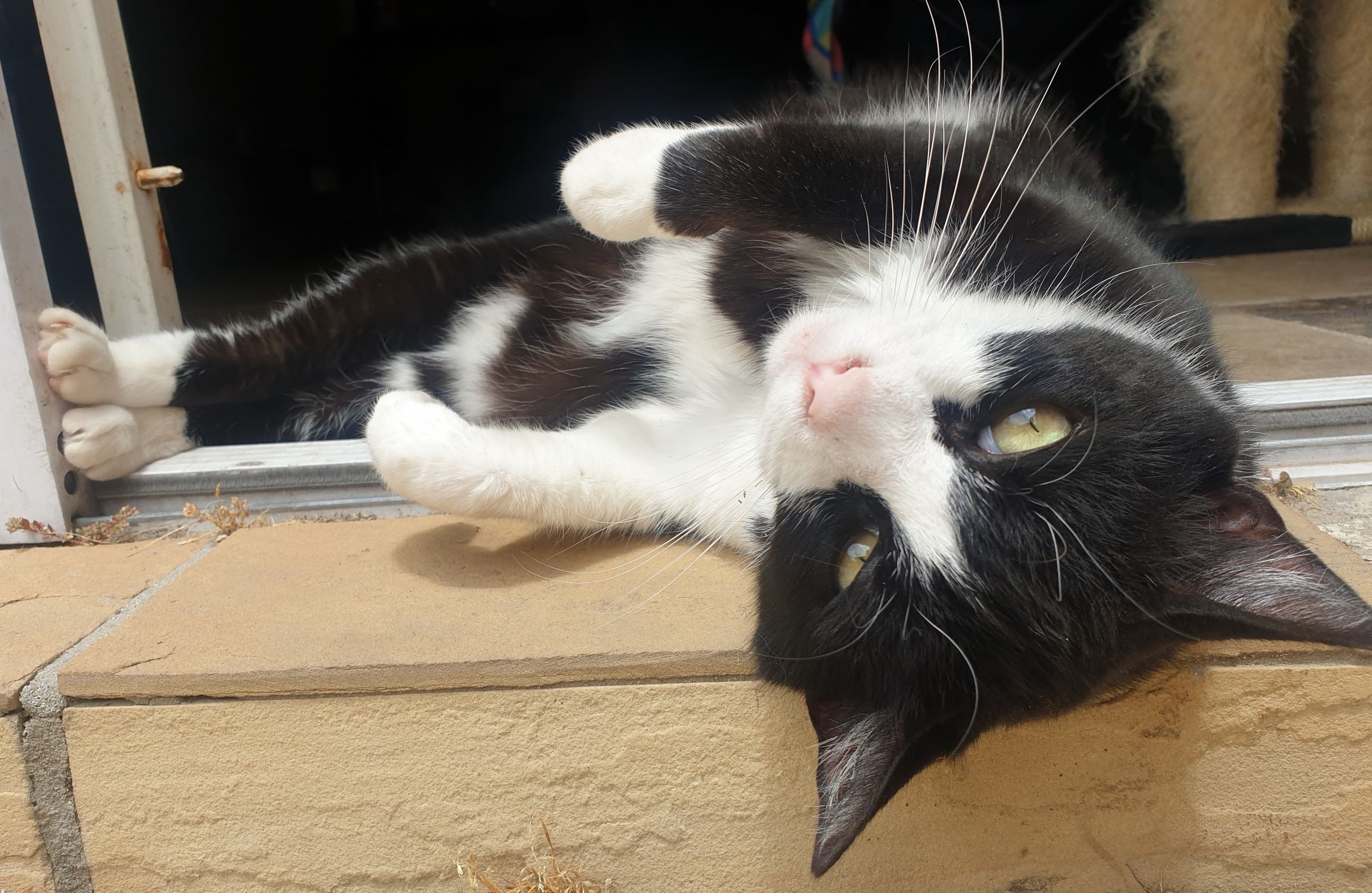 The Joy Remains's image