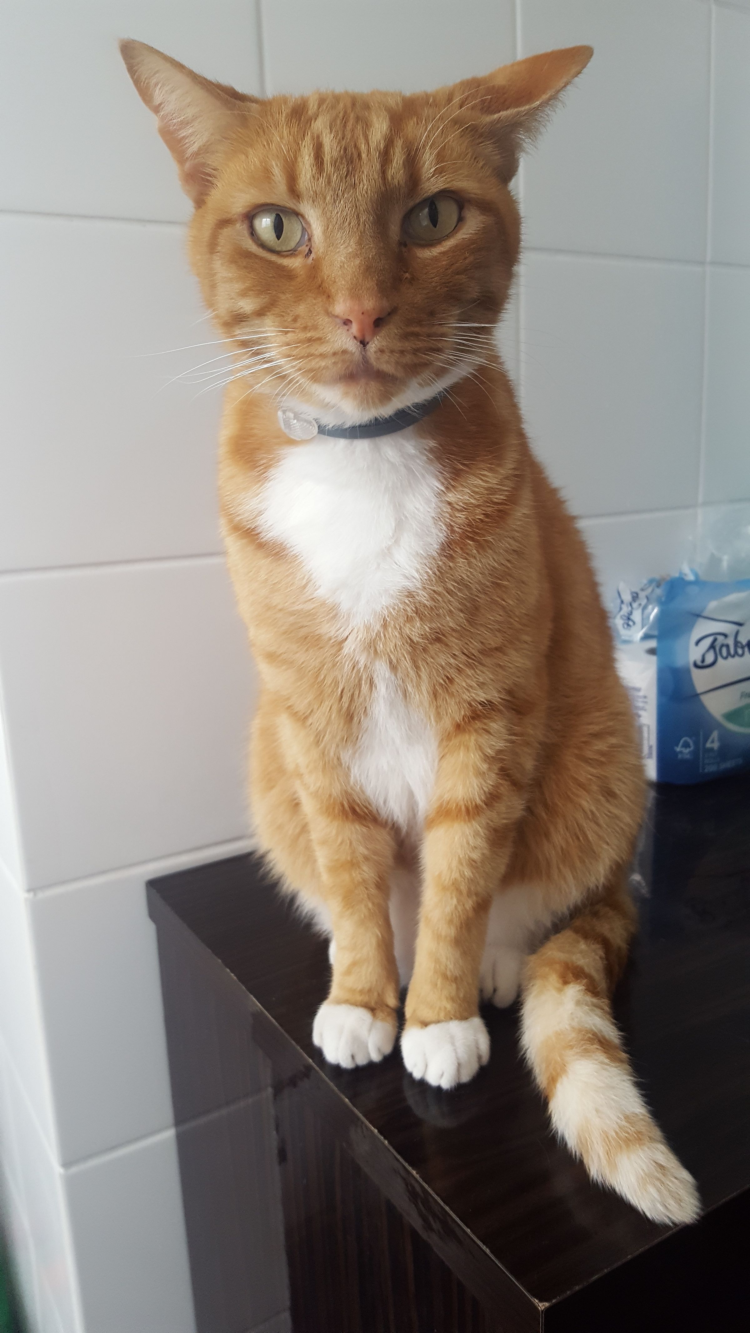 The Joy Remains's image