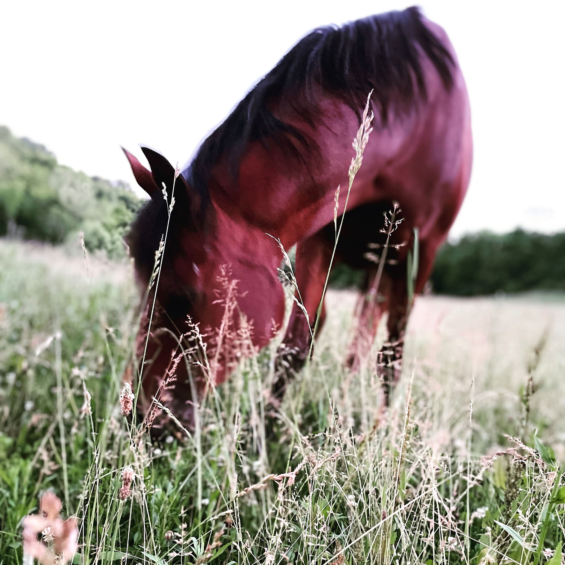 KindFit for Horses | Independent Saddle Fitter's image