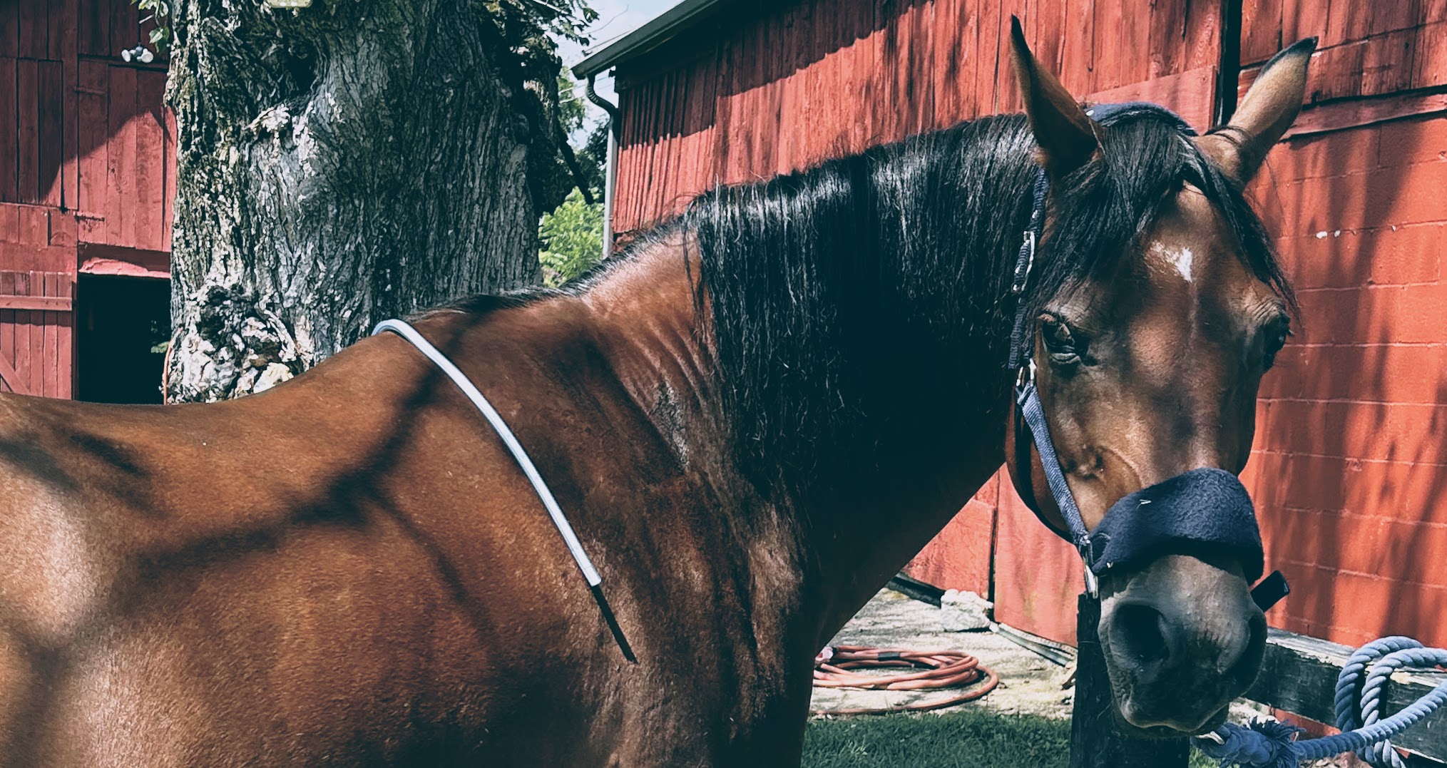 KindFit for Horses | Independent Saddle Fitter's image