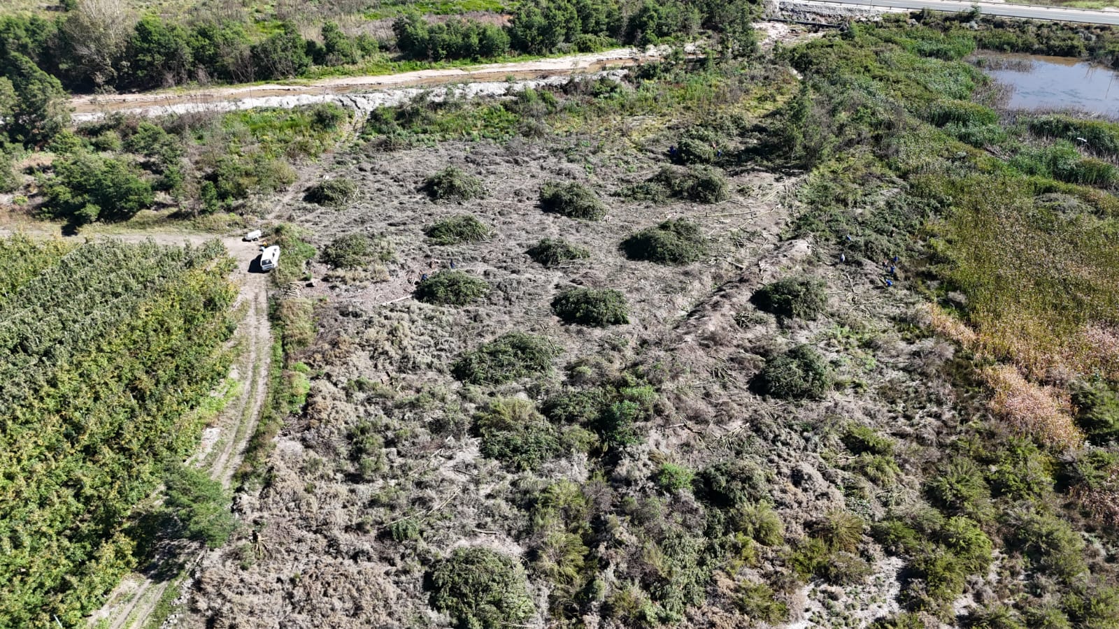 TREE & TIMBER CO.'s image