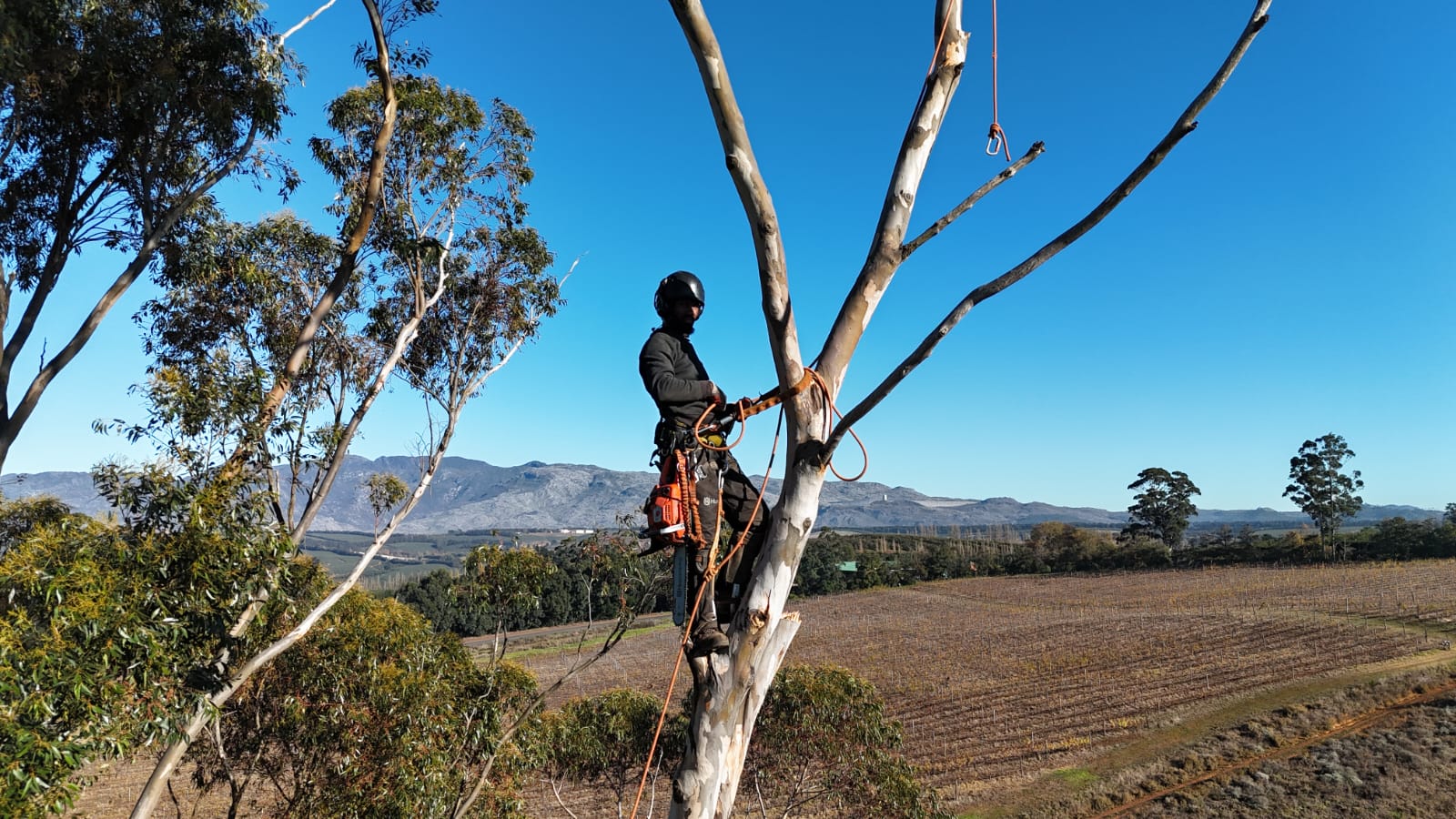 TREE & TIMBER CO.'s image