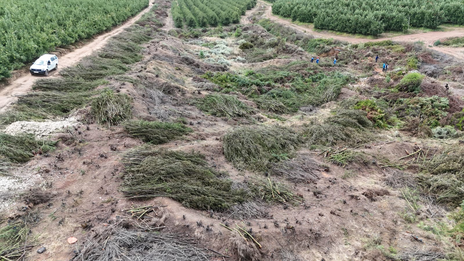 TREE & TIMBER CO.'s image