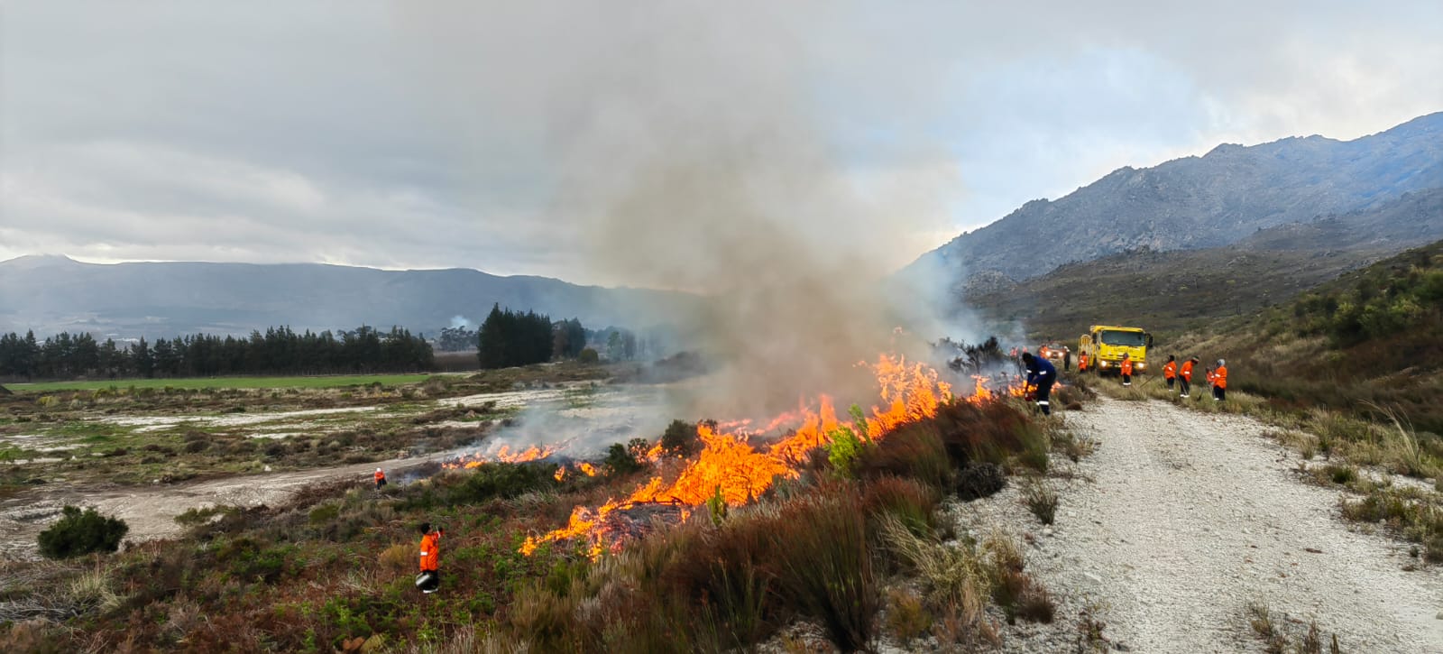 TREE & TIMBER CO.'s image