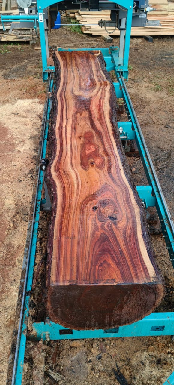 TREE & TIMBER CO.'s image