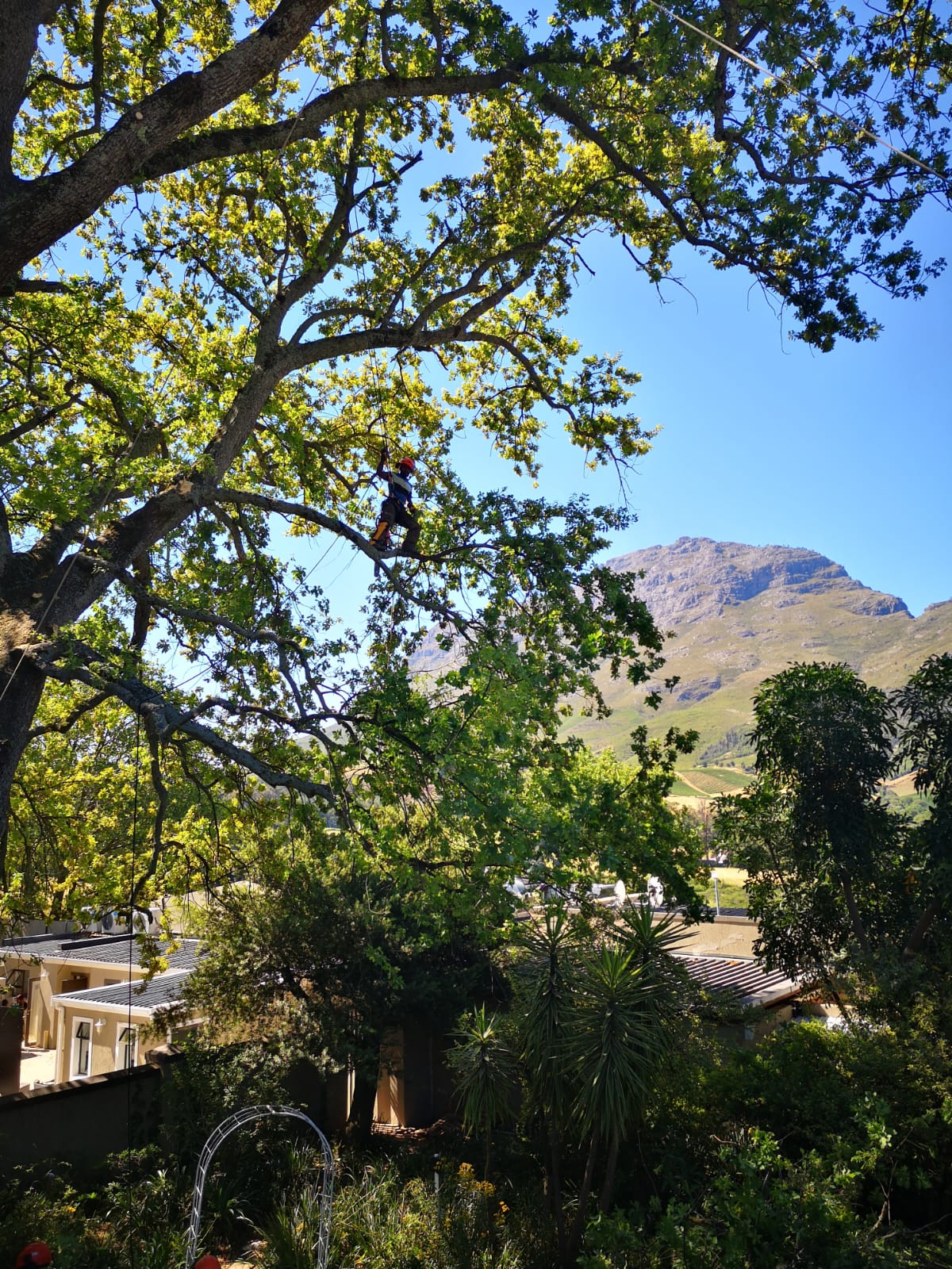 TREE & TIMBER CO.'s image