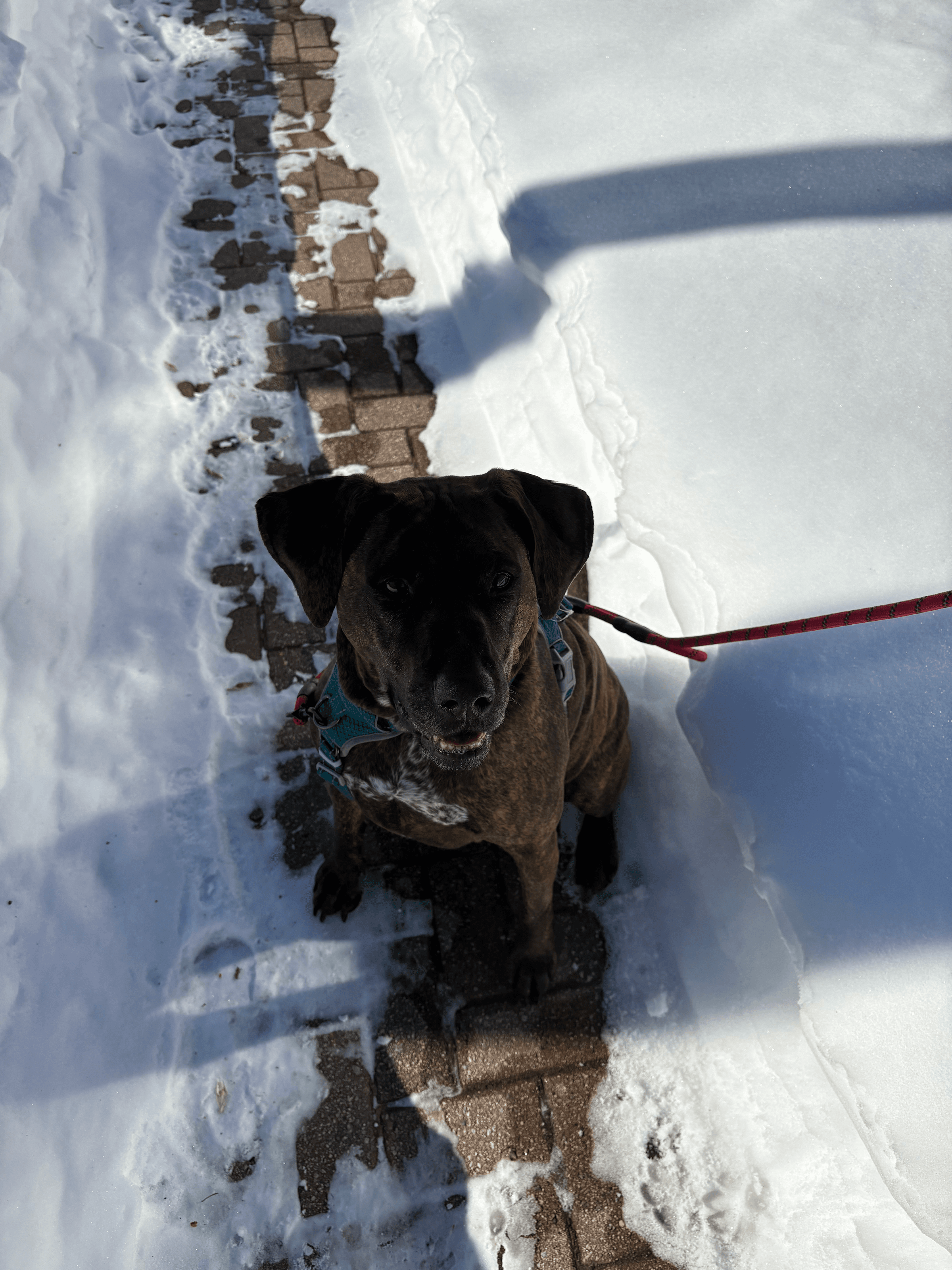 Homebound Pet Care LLC's image