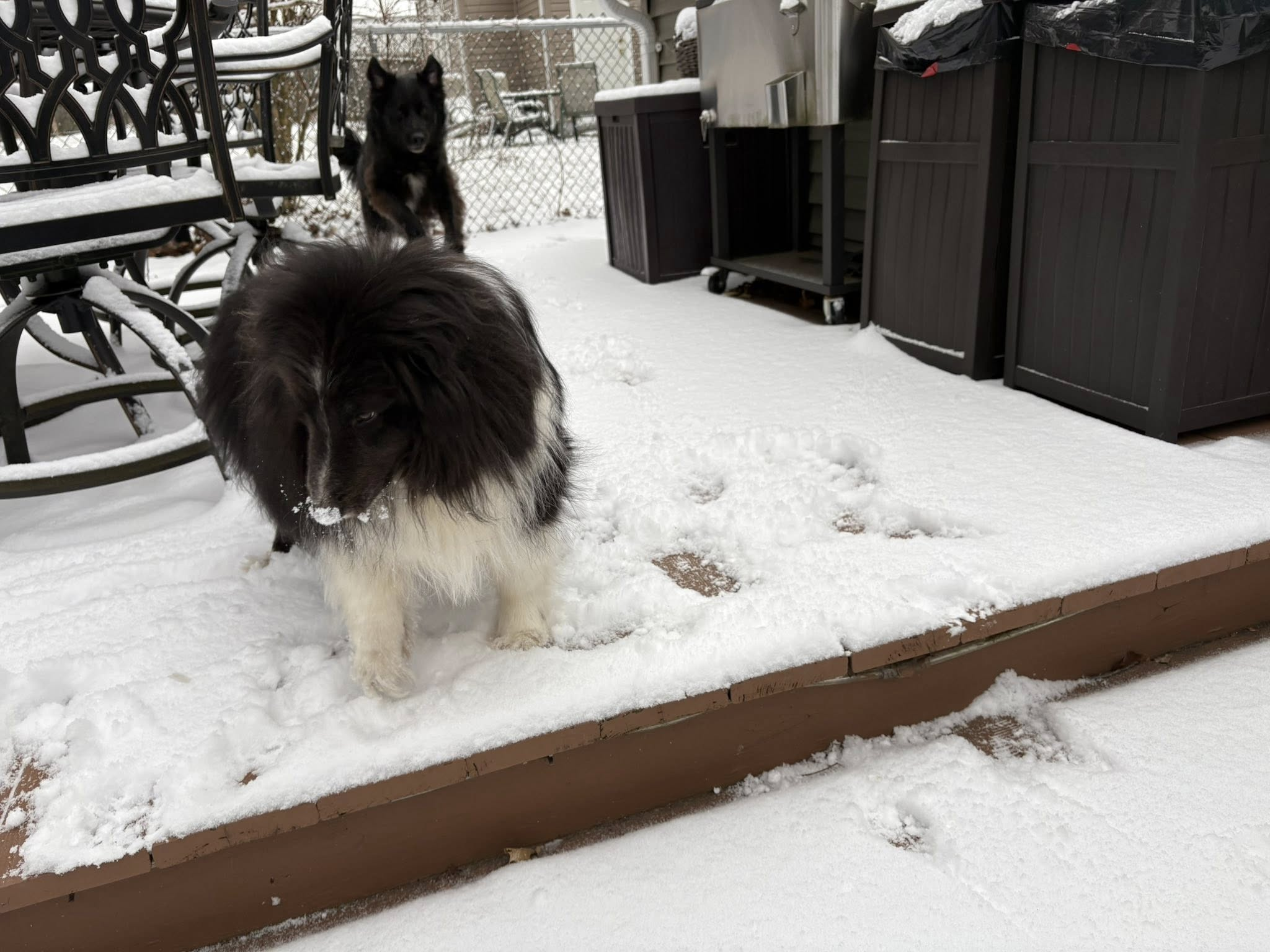 Homebound Pet Care LLC's image