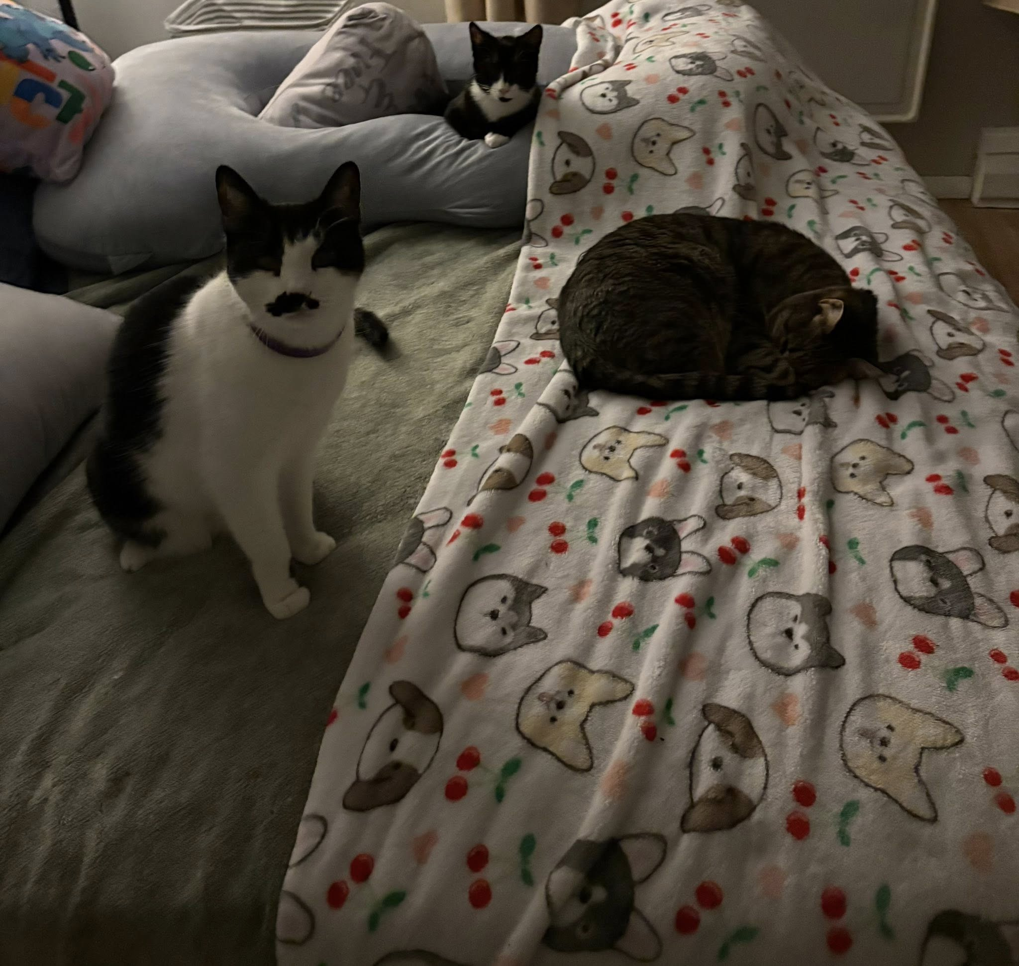 Homebound Pet Care LLC's image