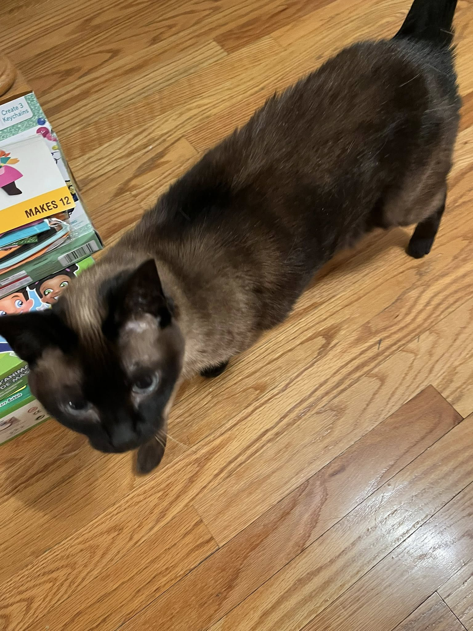 Homebound Pet Care LLC's image