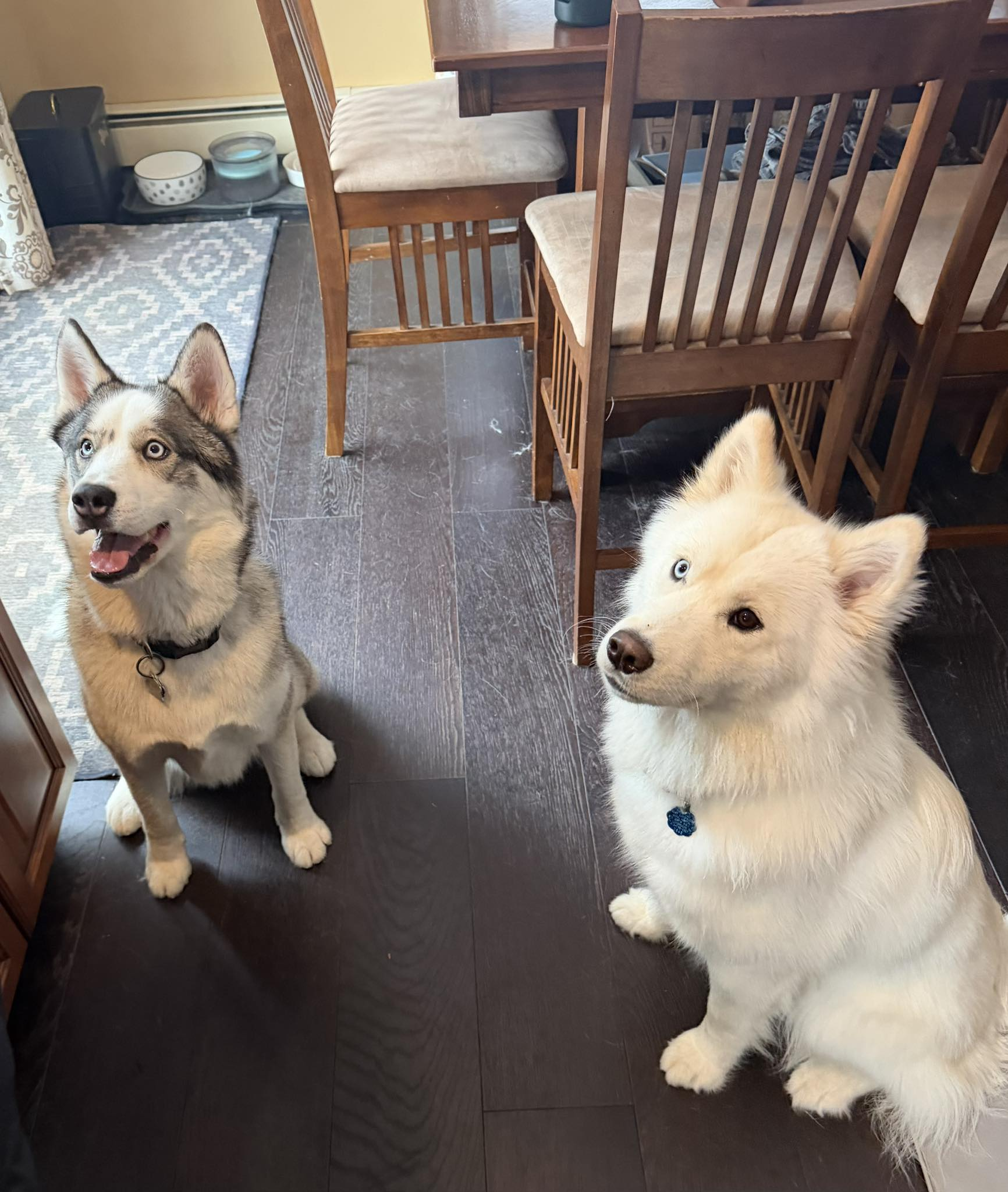 Homebound Pet Care LLC's image