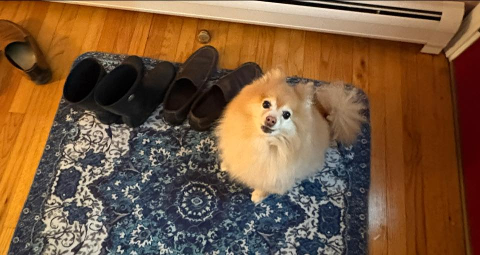 Homebound Pet Care LLC's image