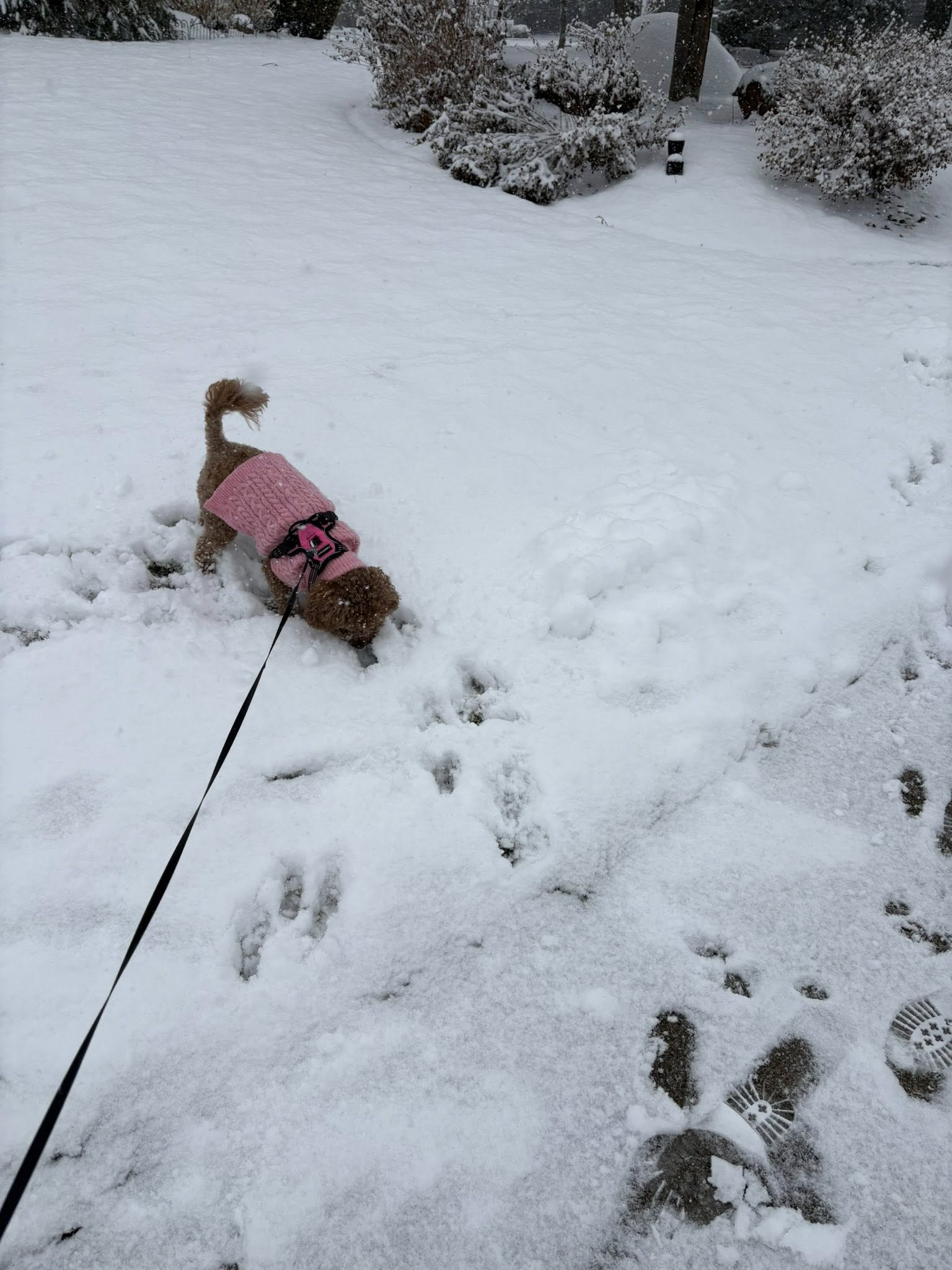 Homebound Pet Care LLC's image