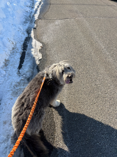 Homebound Pet Care LLC's image