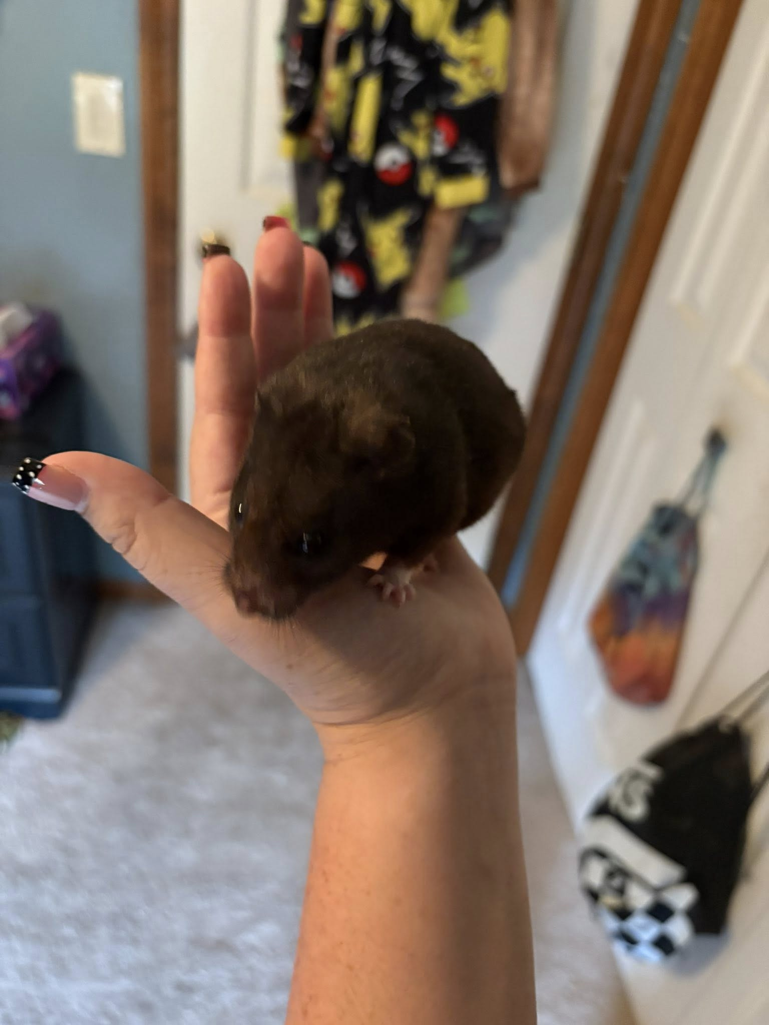 Homebound Pet Care LLC's image