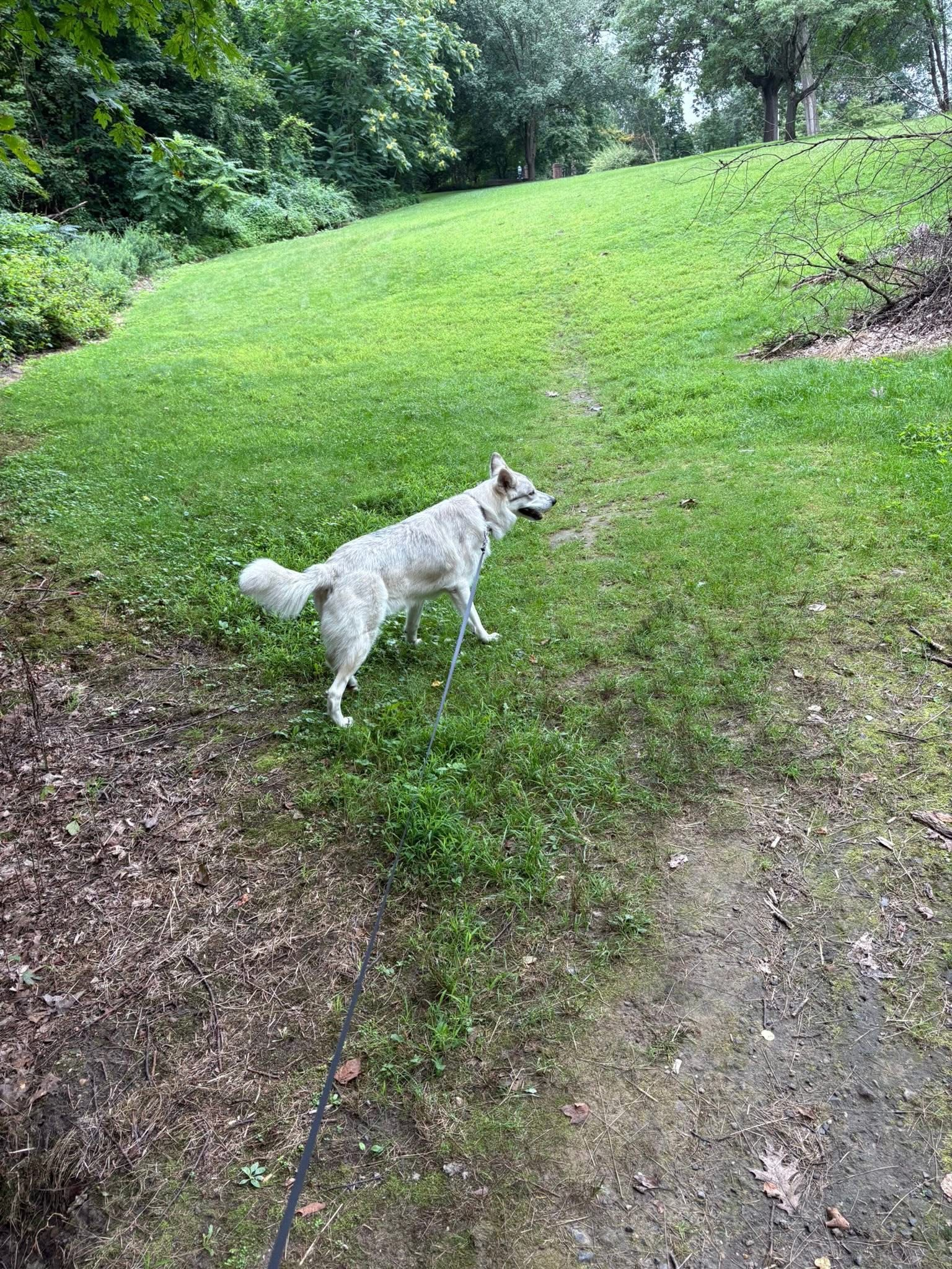 Homebound Pet Care LLC's image