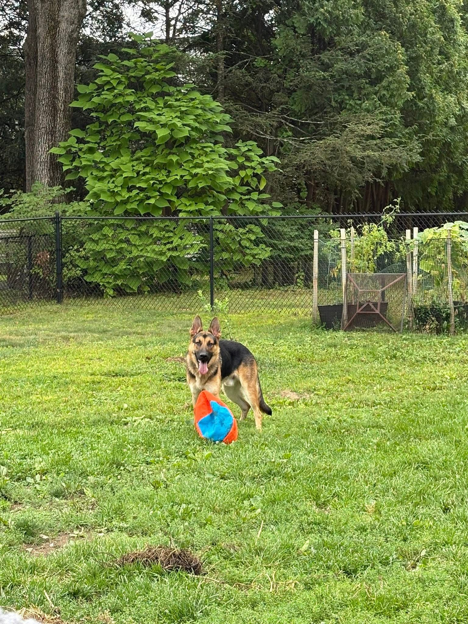 Homebound Pet Care LLC's image