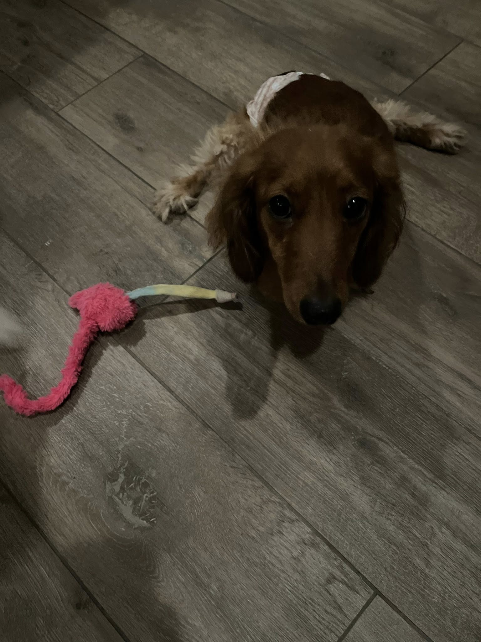 Homebound Pet Care LLC's image