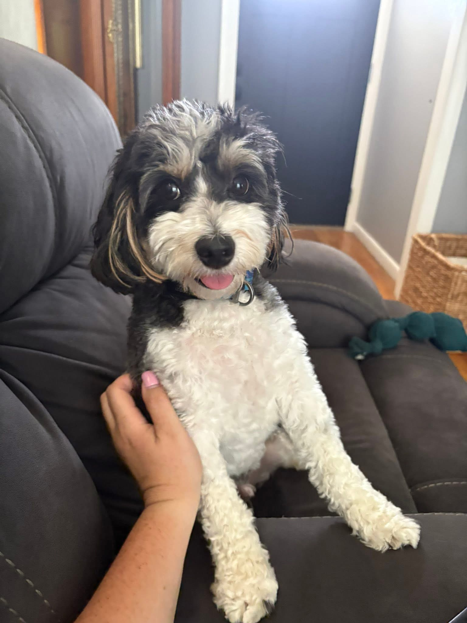 Homebound Pet Care LLC's image