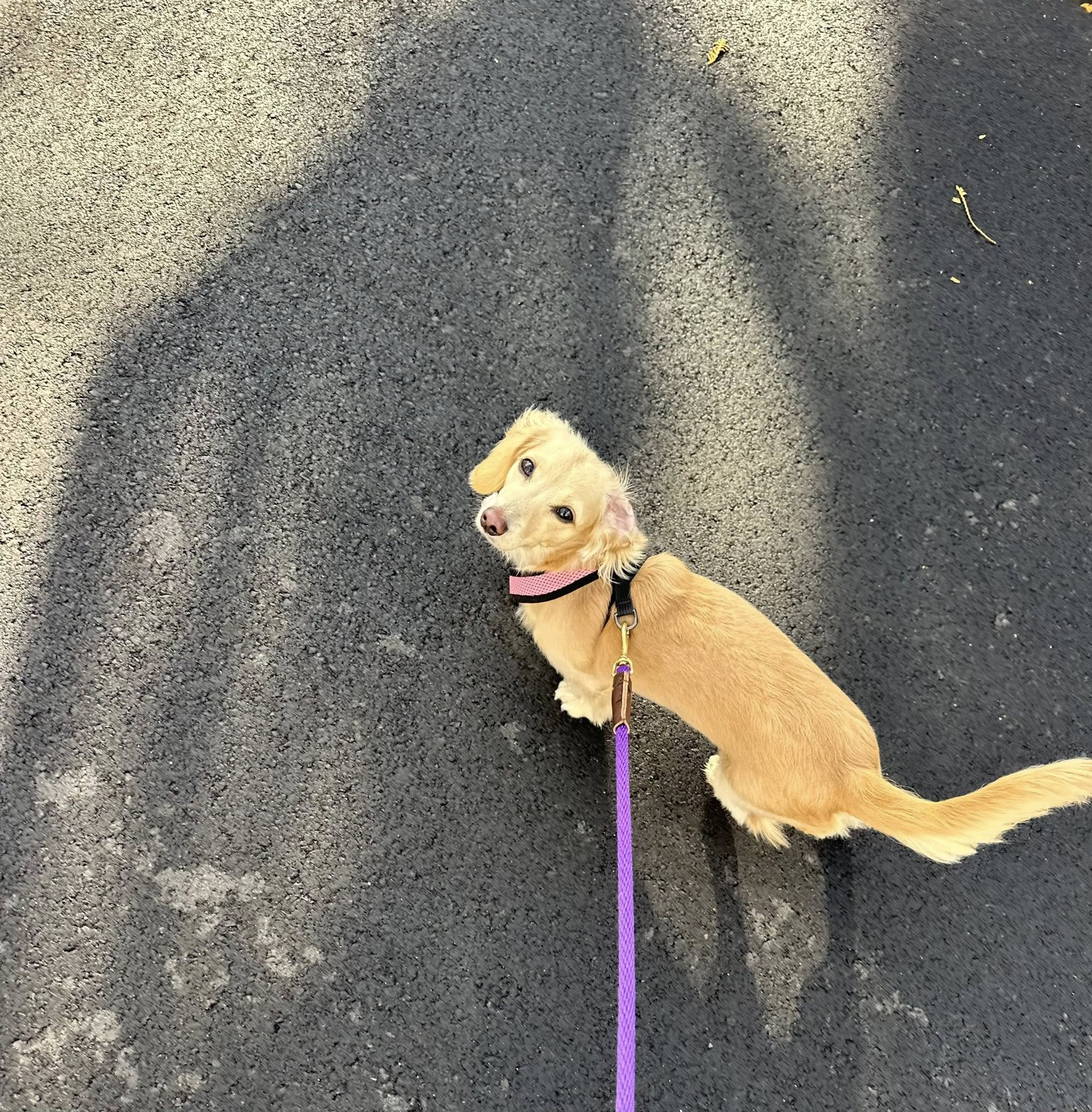 Homebound Pet Care LLC's image