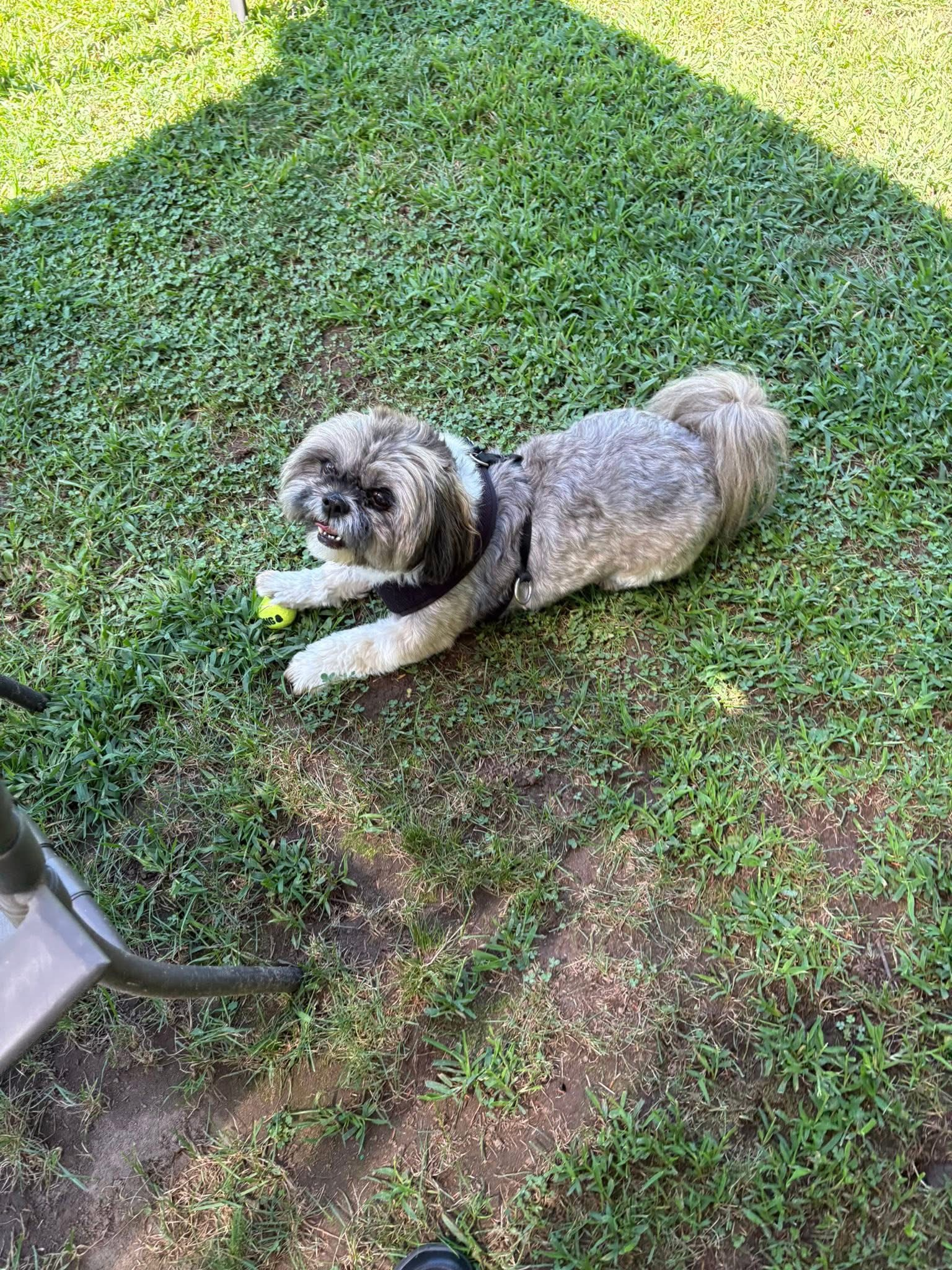 Homebound Pet Care LLC's image