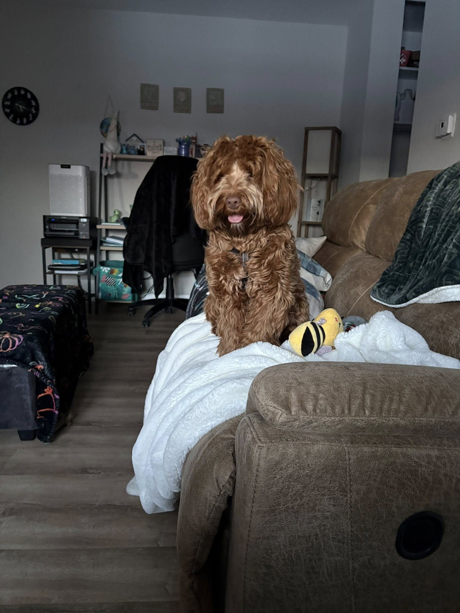 Homebound Pet Care LLC's image