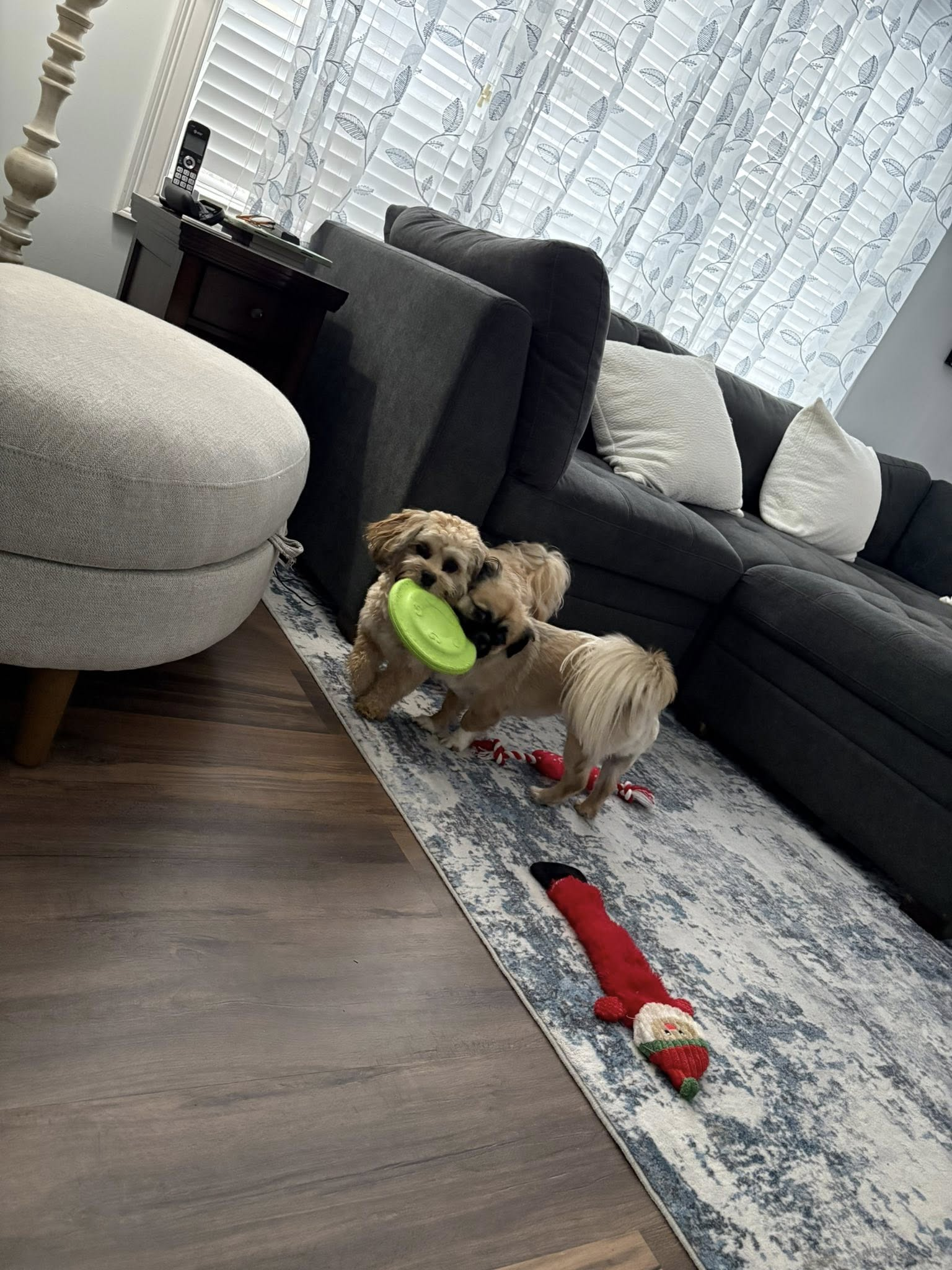 Homebound Pet Care LLC's image