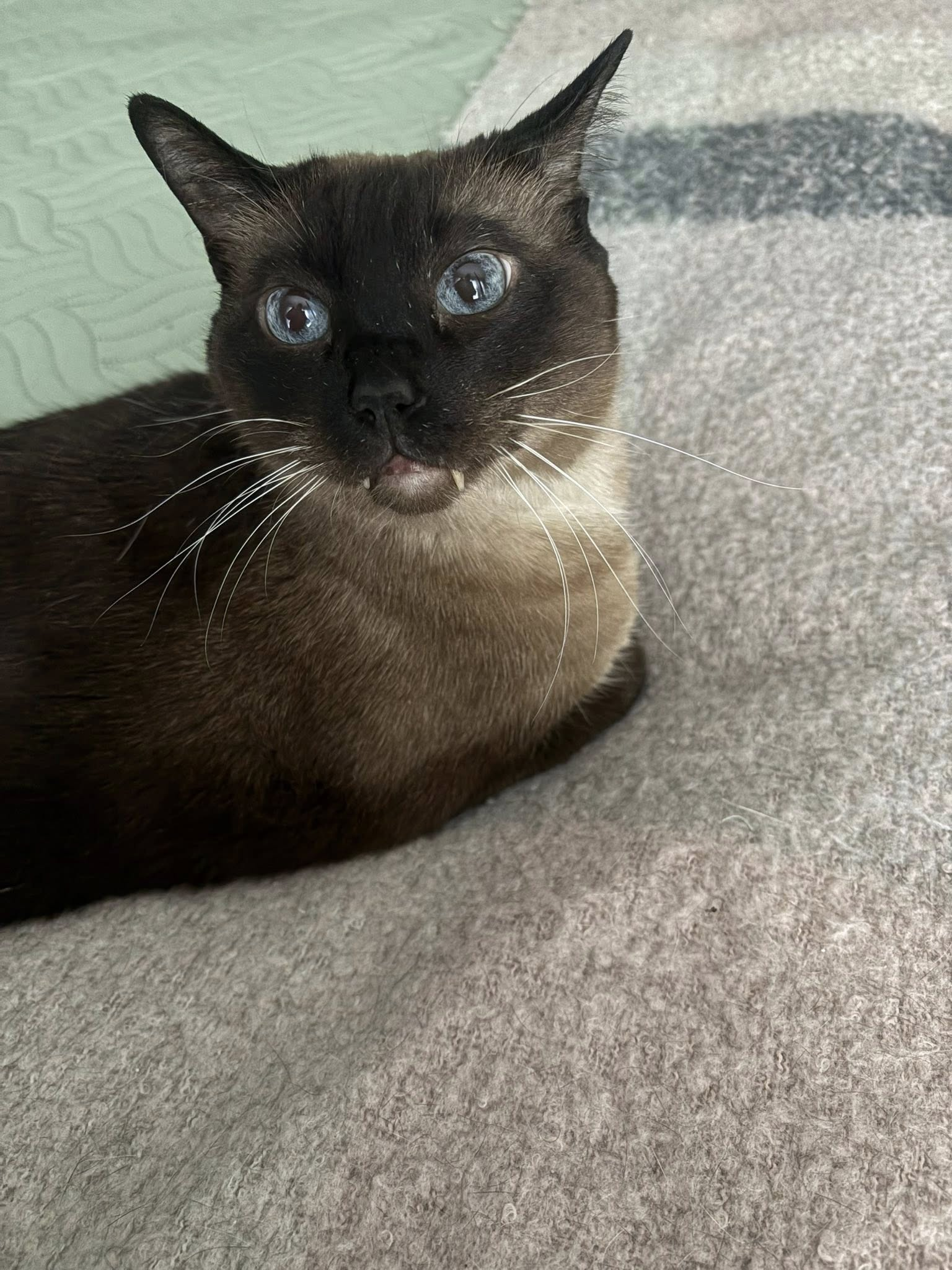 Homebound Pet Care LLC's image