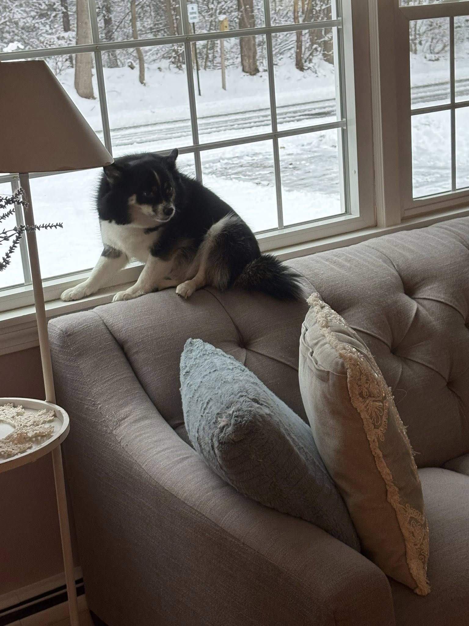 Homebound Pet Care LLC's image