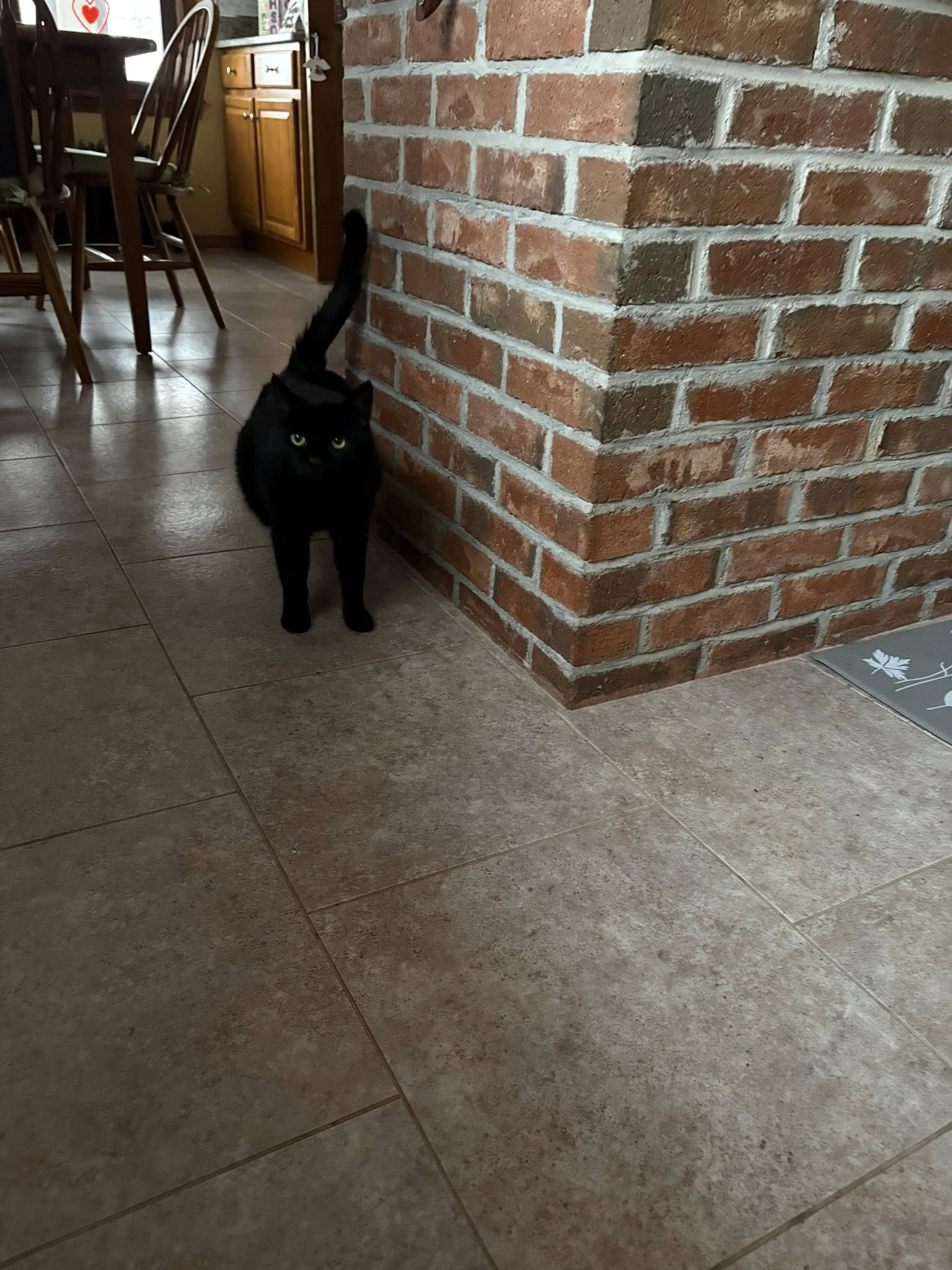 Homebound Pet Care LLC's image