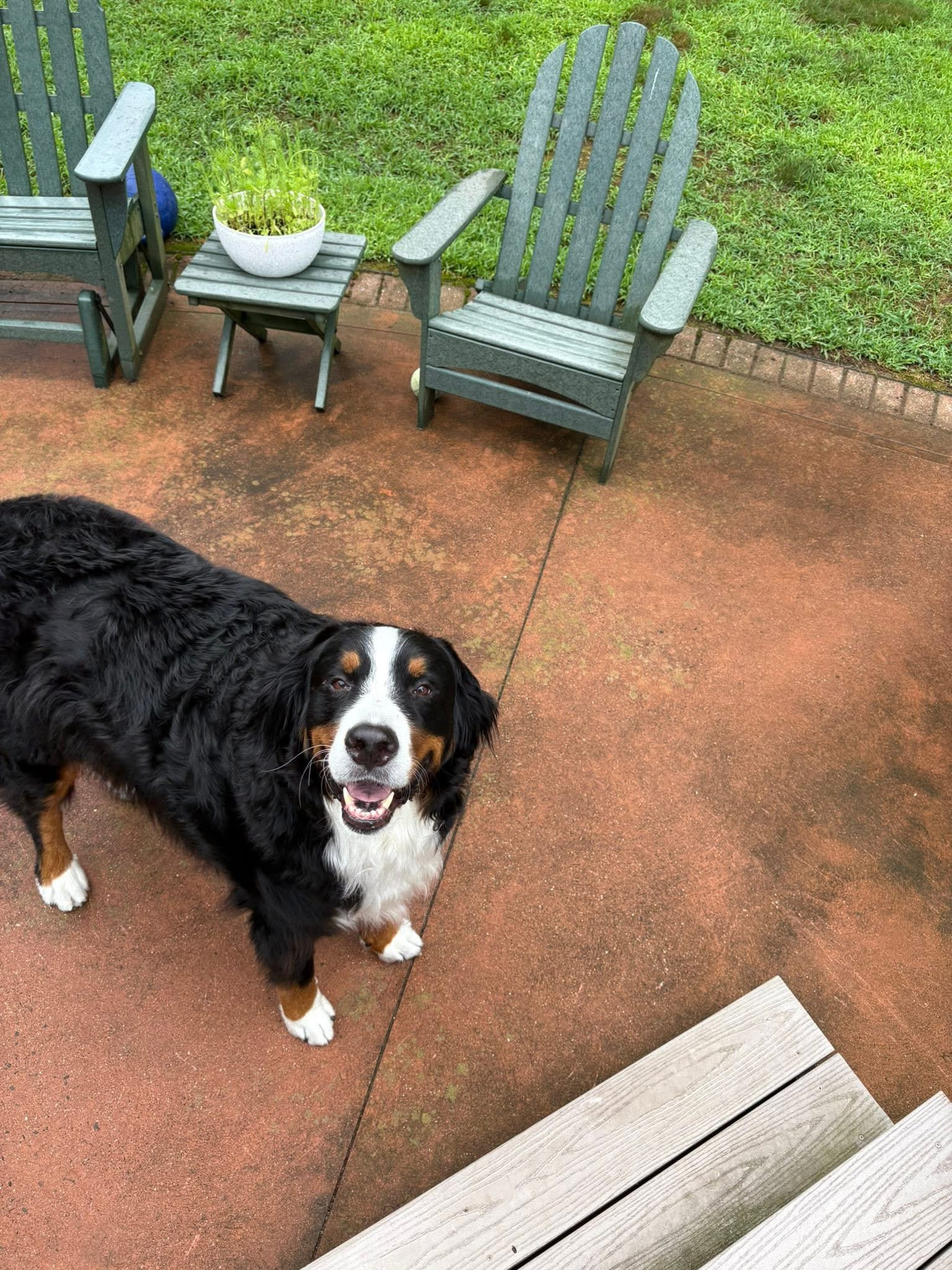 Homebound Pet Care LLC's image