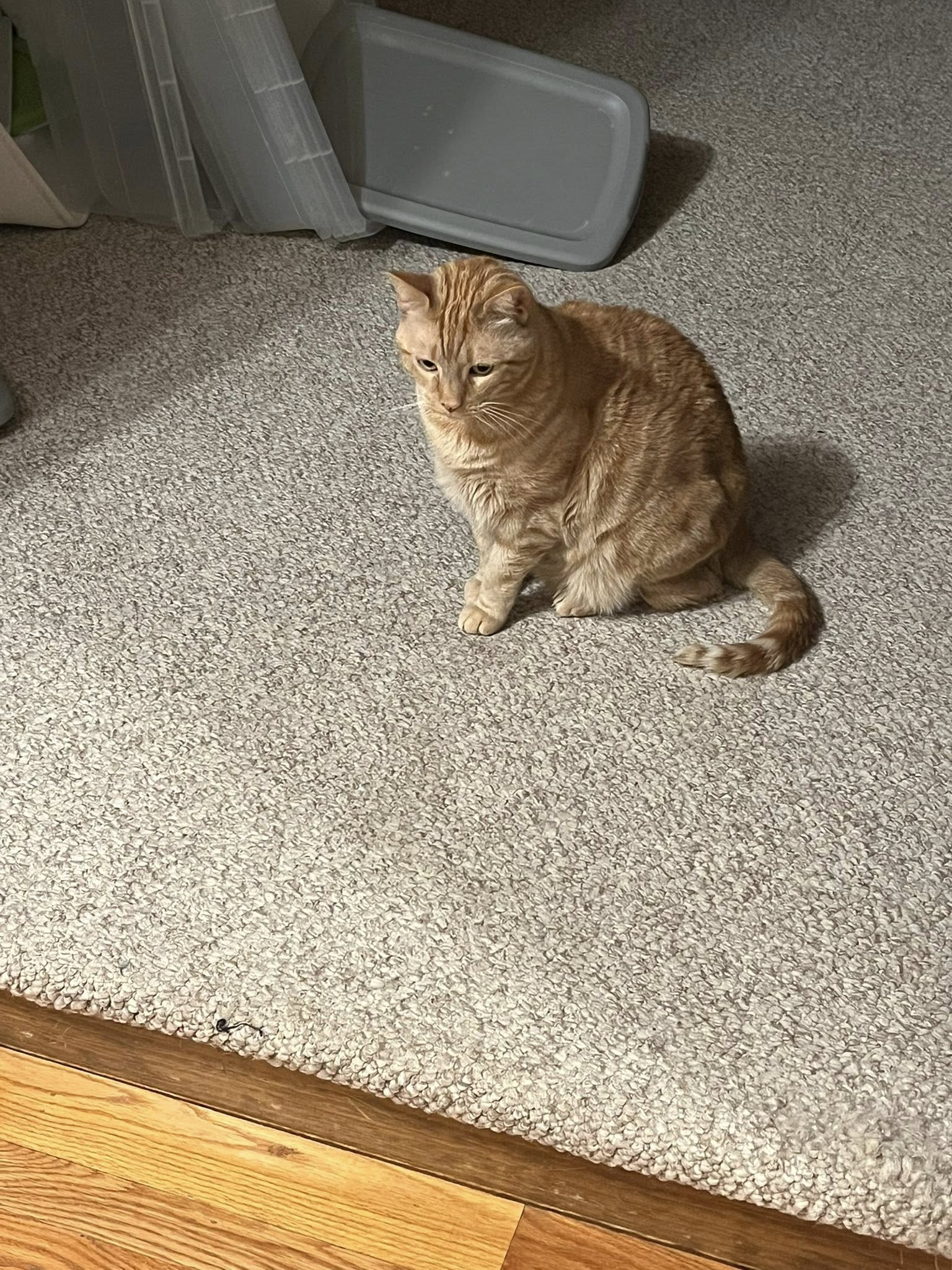 Homebound Pet Care LLC's image