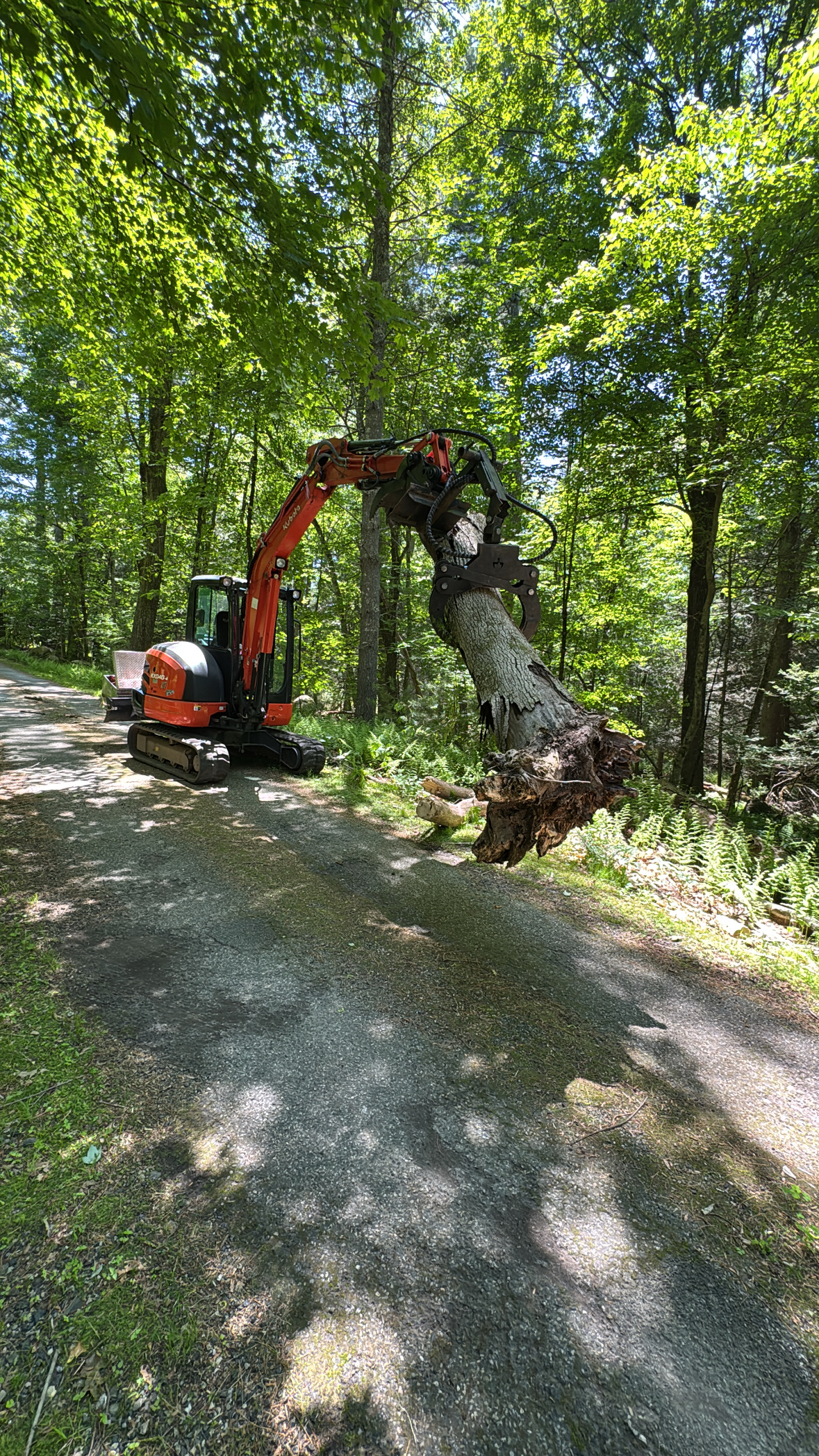 Tree Removal
