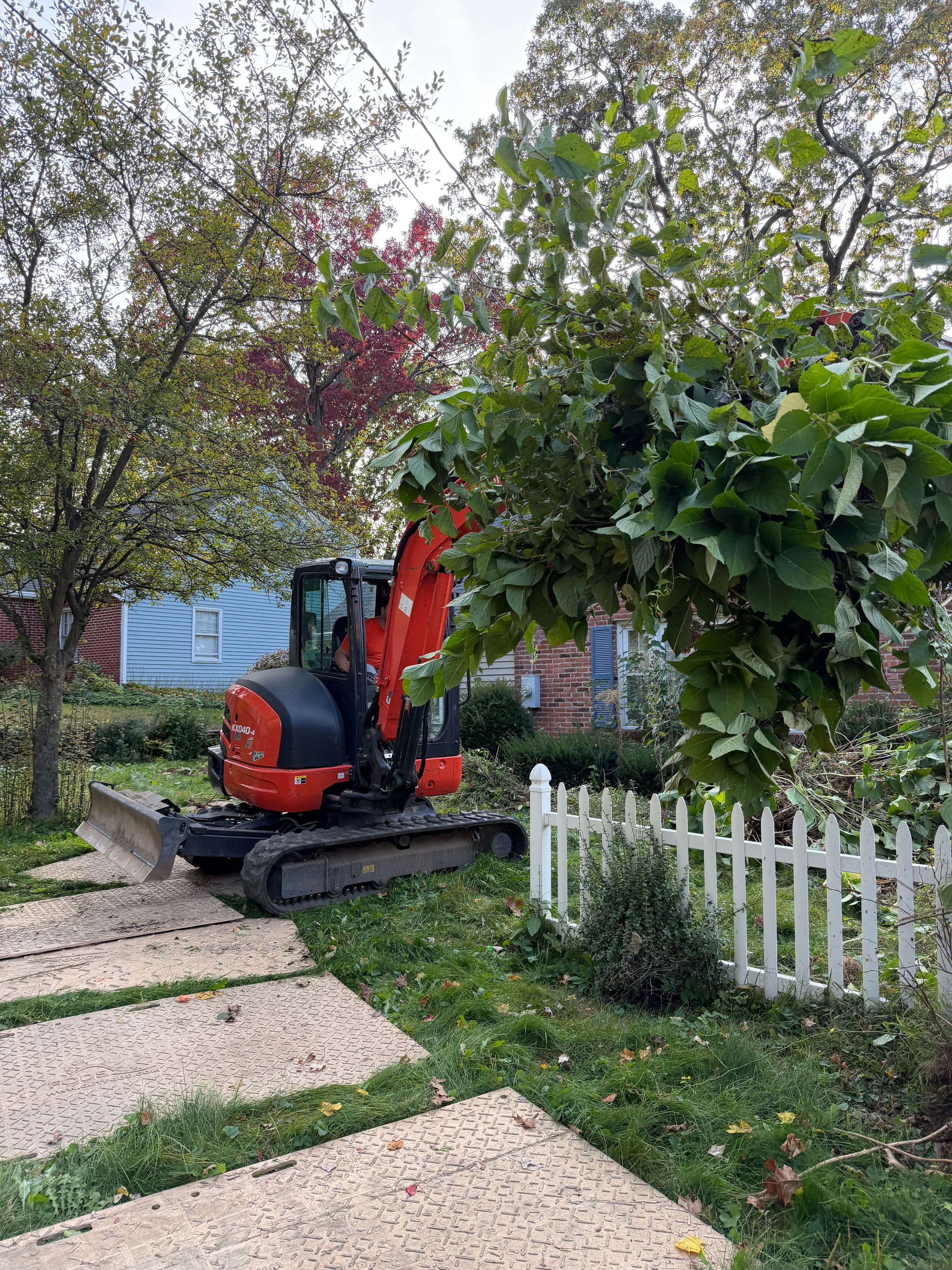 Shrub Removal