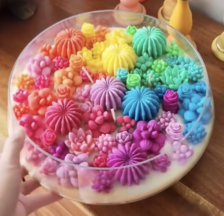 Rainbow succulents 