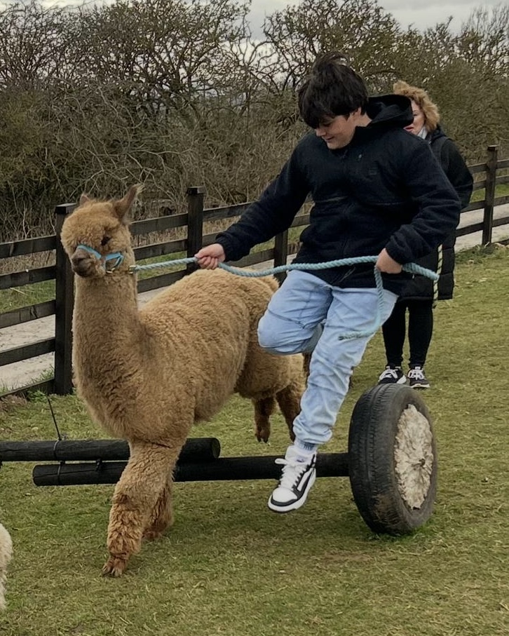 Anvil Alpacas of Durham 's image