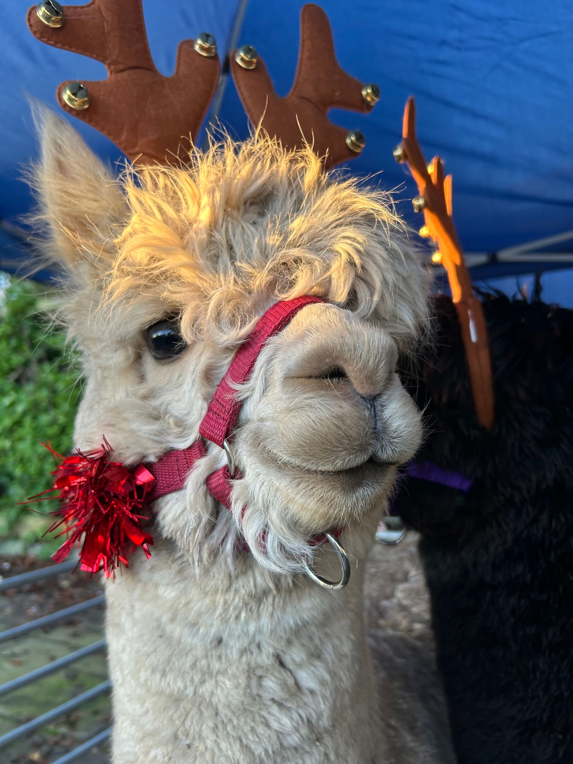 Anvil Alpacas of Durham 's image